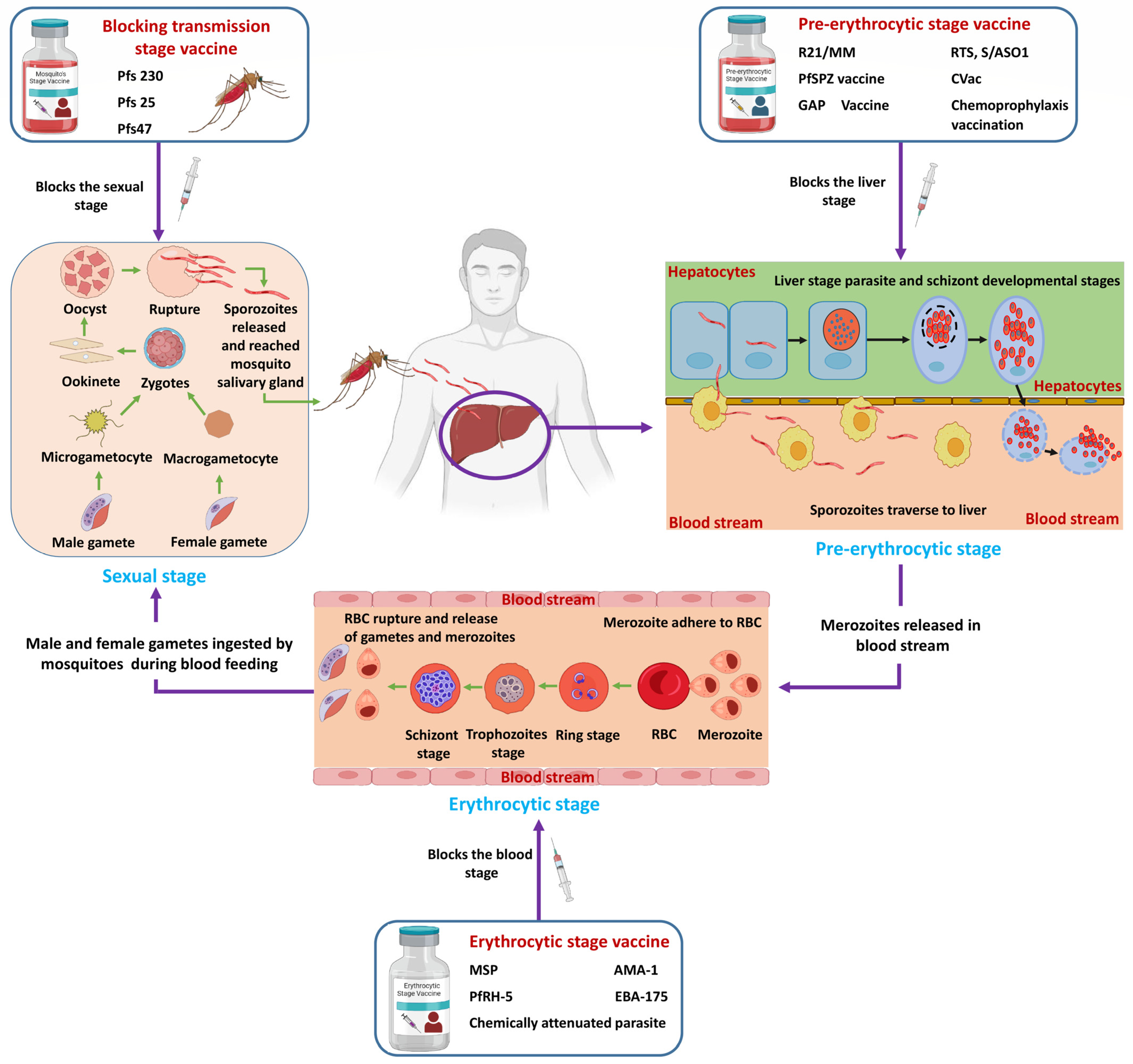 Vaccines 11 00792 g001