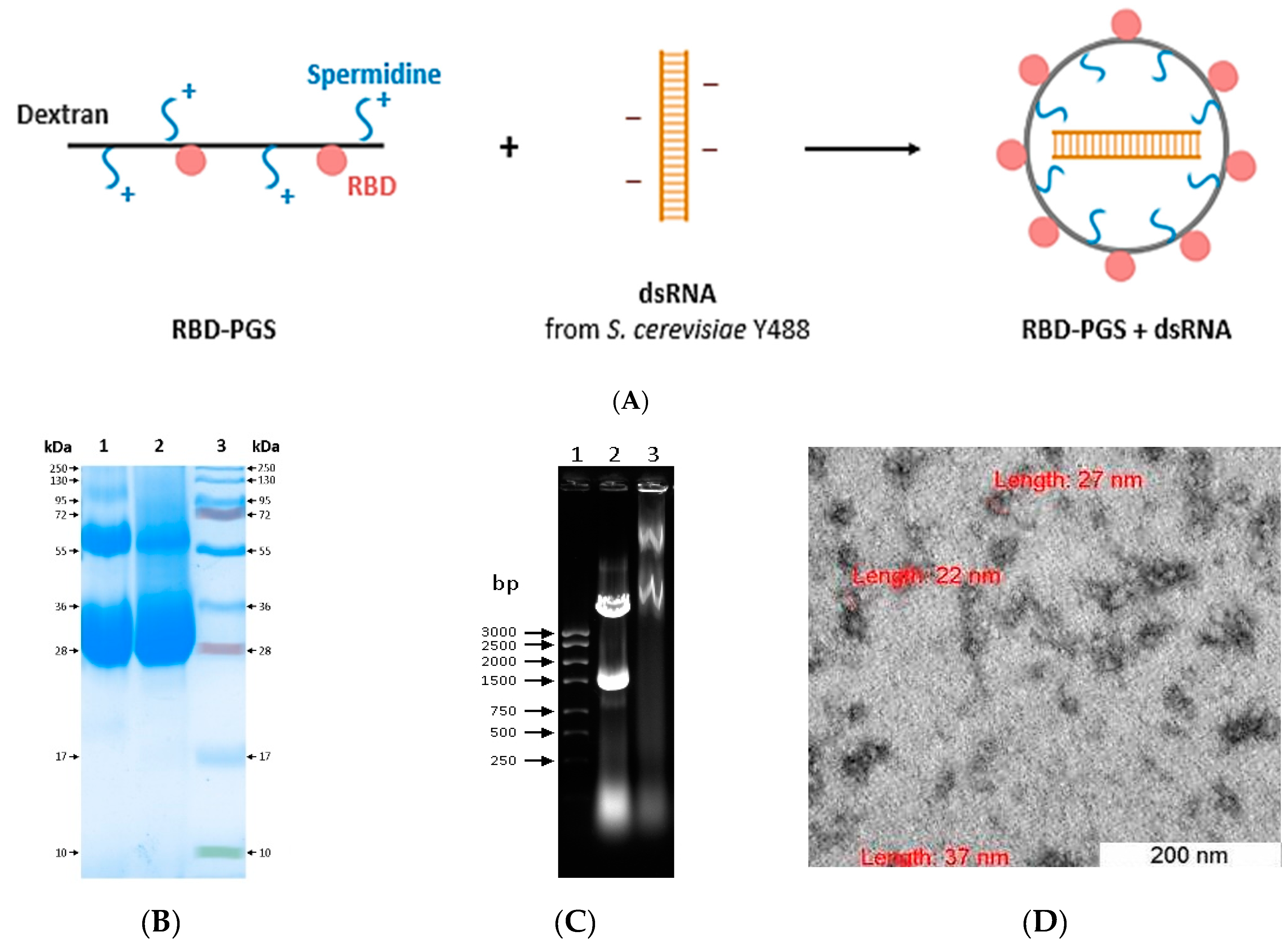 Vaccines 11 00808 g001 Vaccines 11 00808 g001