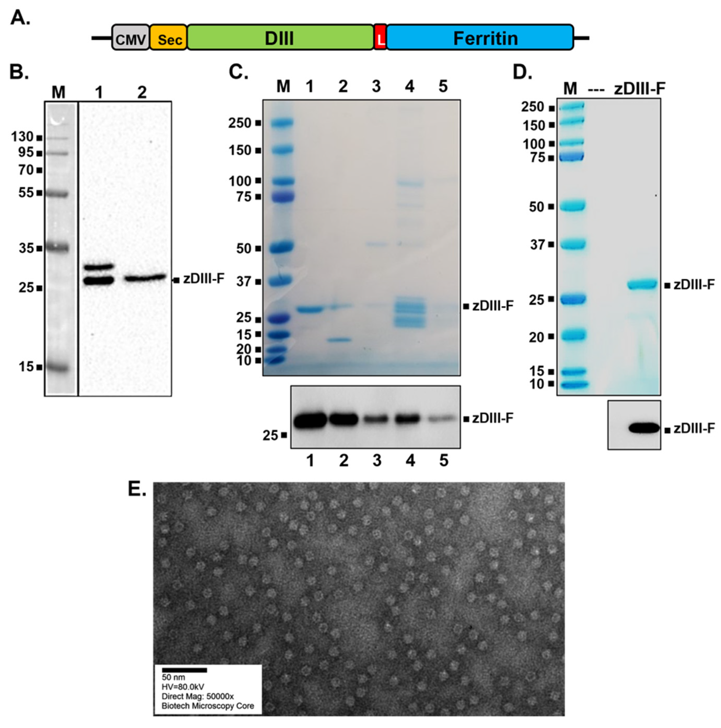 Vaccines 11 00821 g001 Vaccines 11 00821 g001