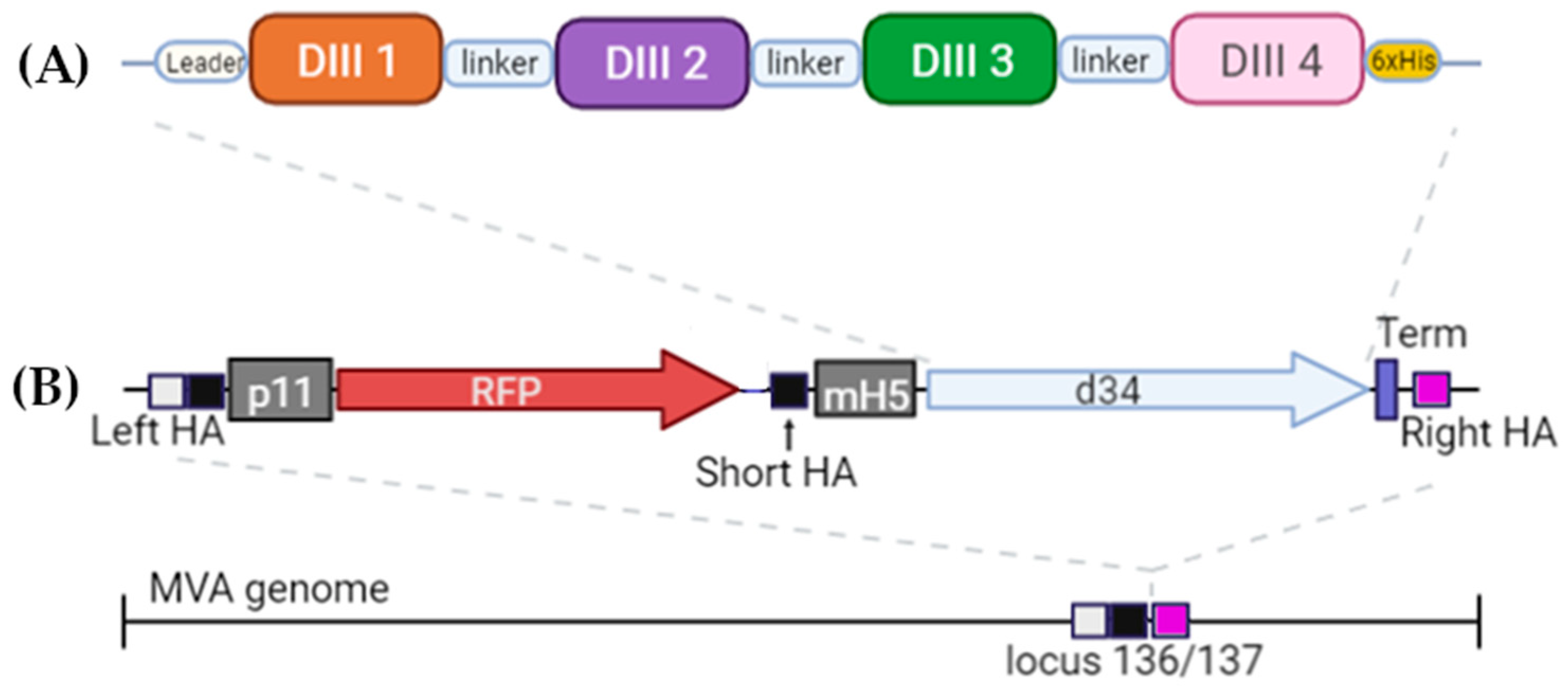 Vaccines 11 00831 g002