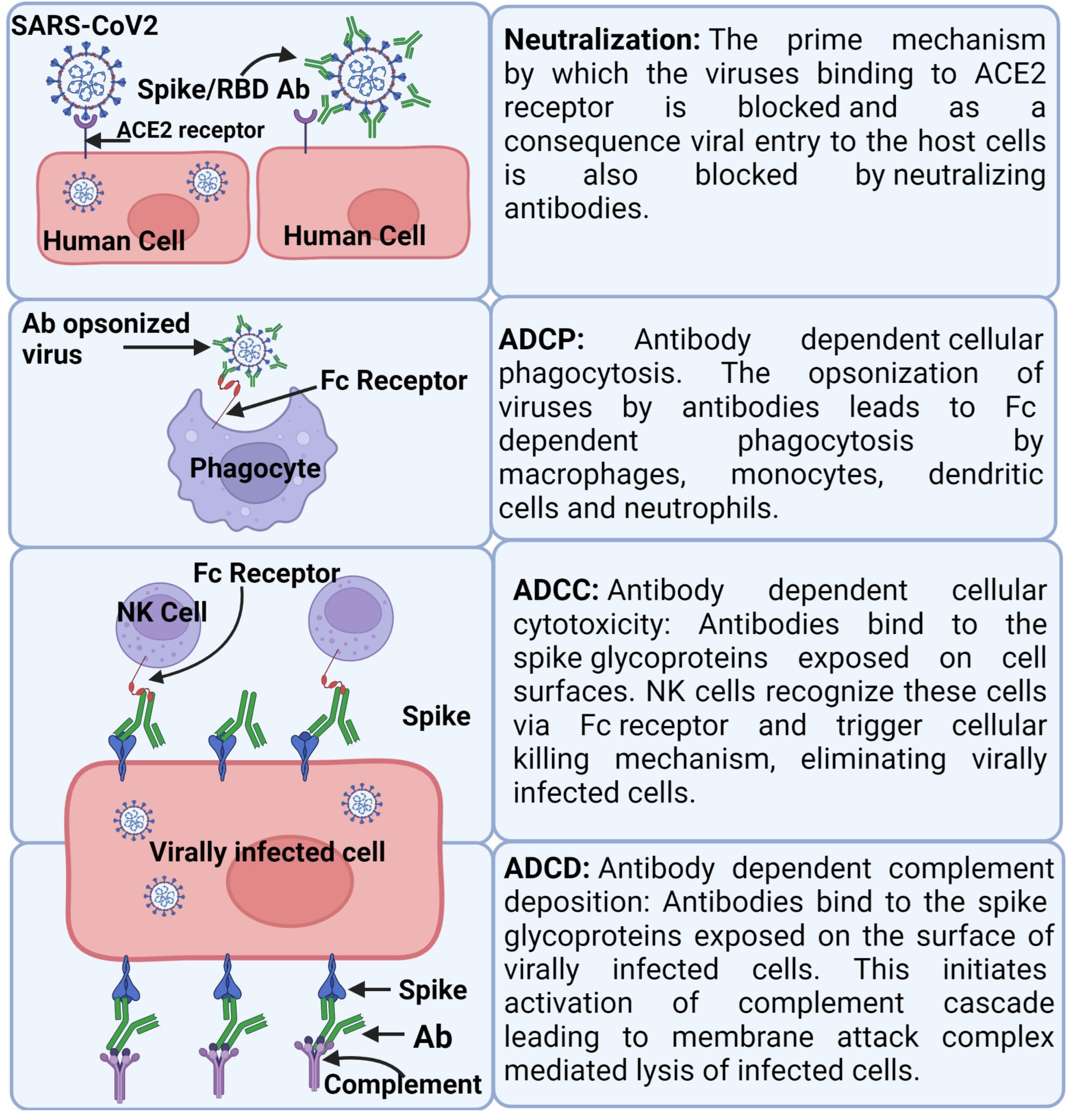 Frontiers  C500 variants conveying complete mucosal immunity