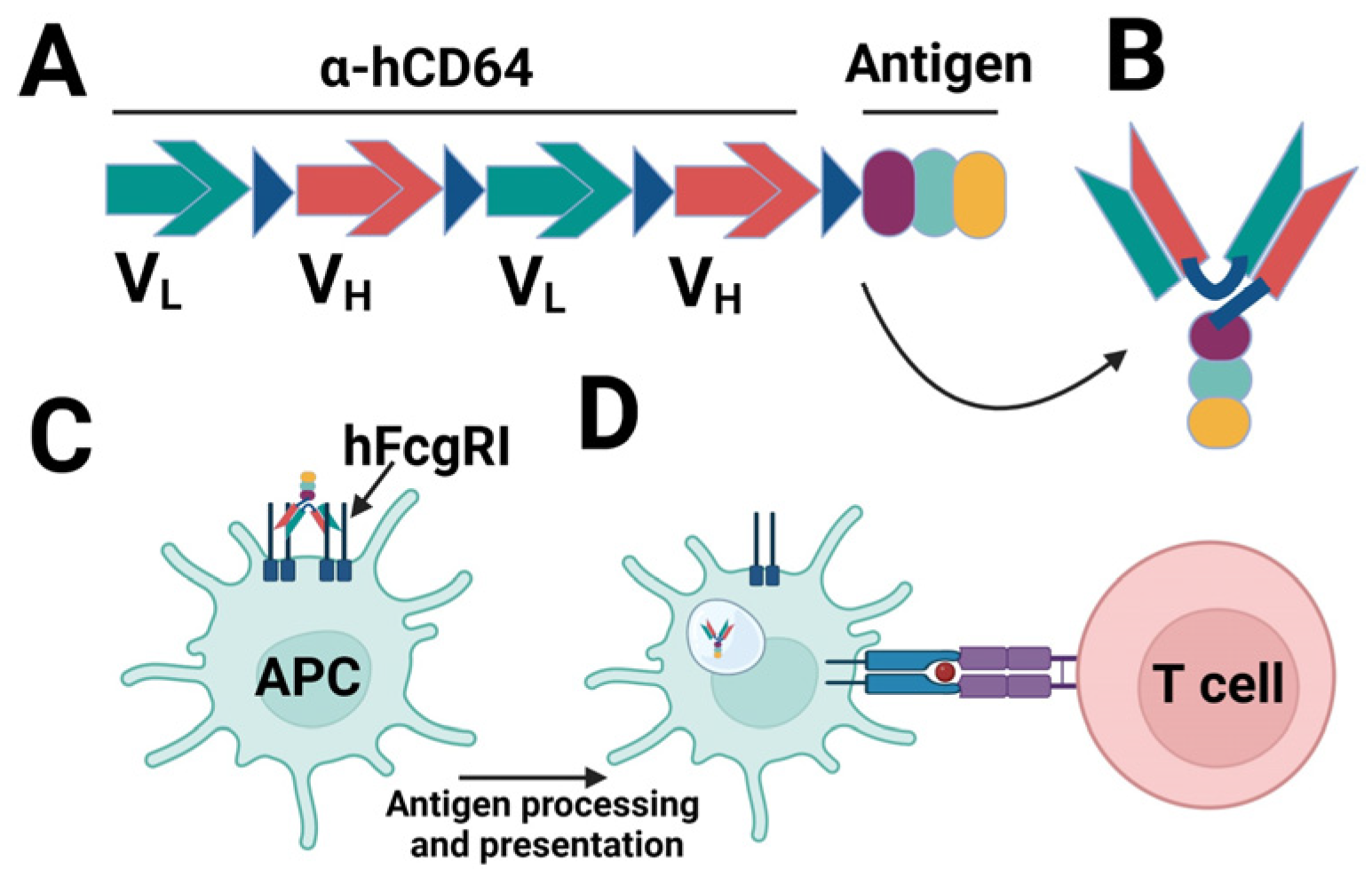 Frontiers  C500 variants conveying complete mucosal immunity