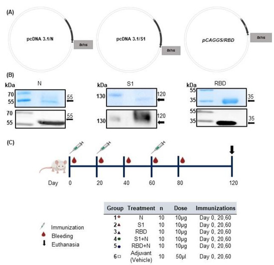 Vaccines Free FullText Combination of Proteins S1/N