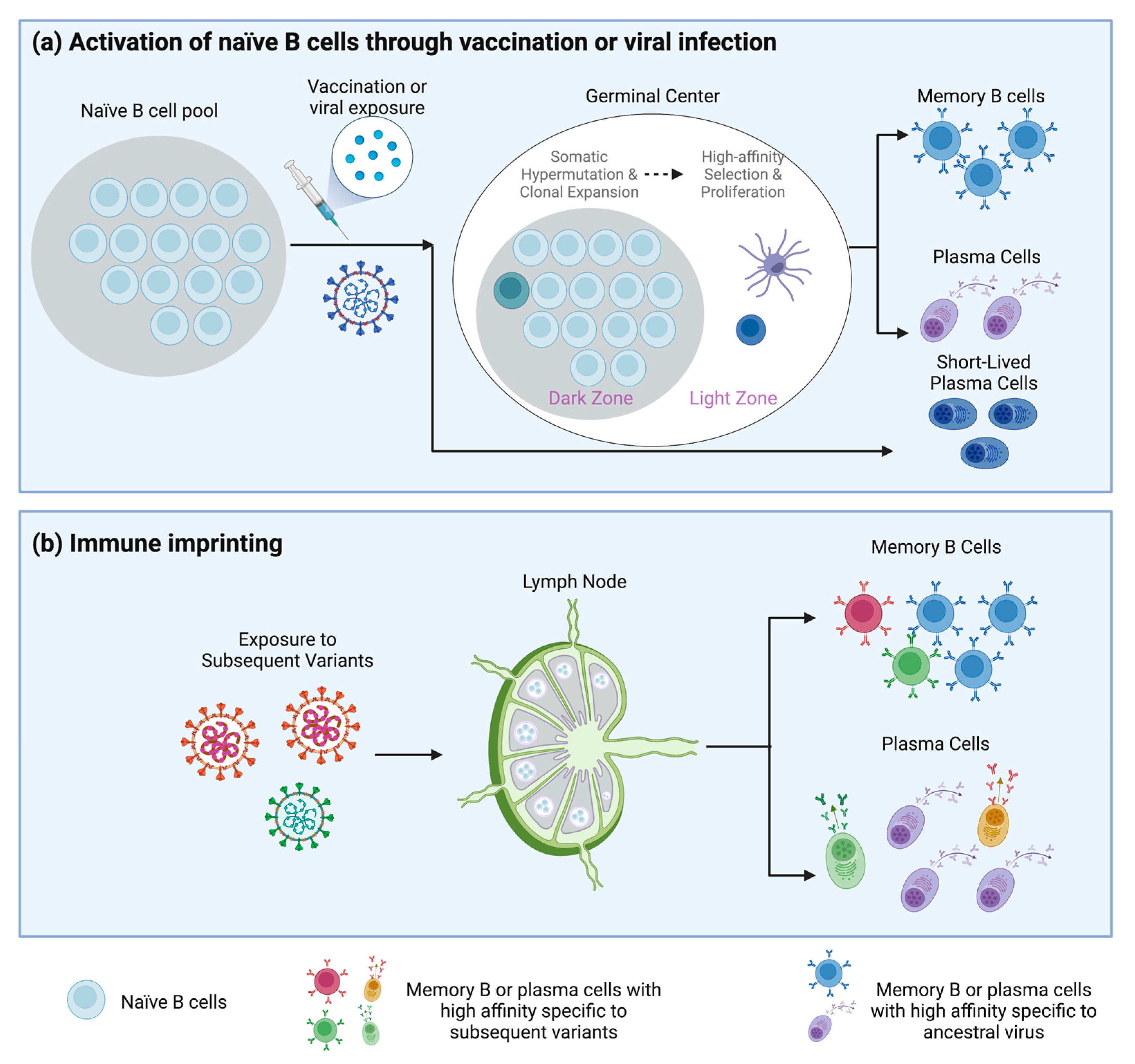 Delayed booster dosing improves human antigen-specific Ig and B