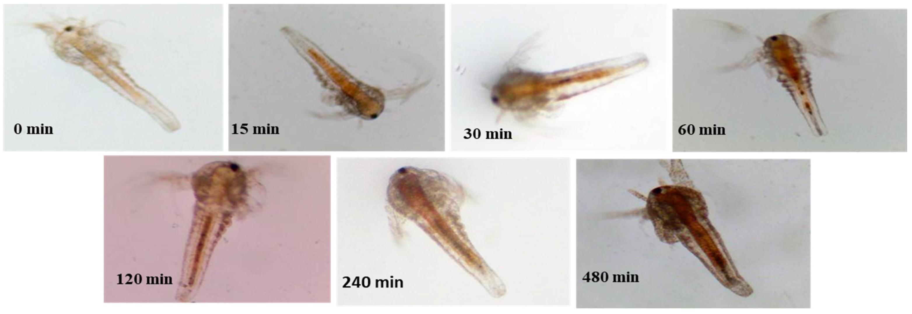 Artemia: A Model Specimen for Educational Microscopy Projects in
