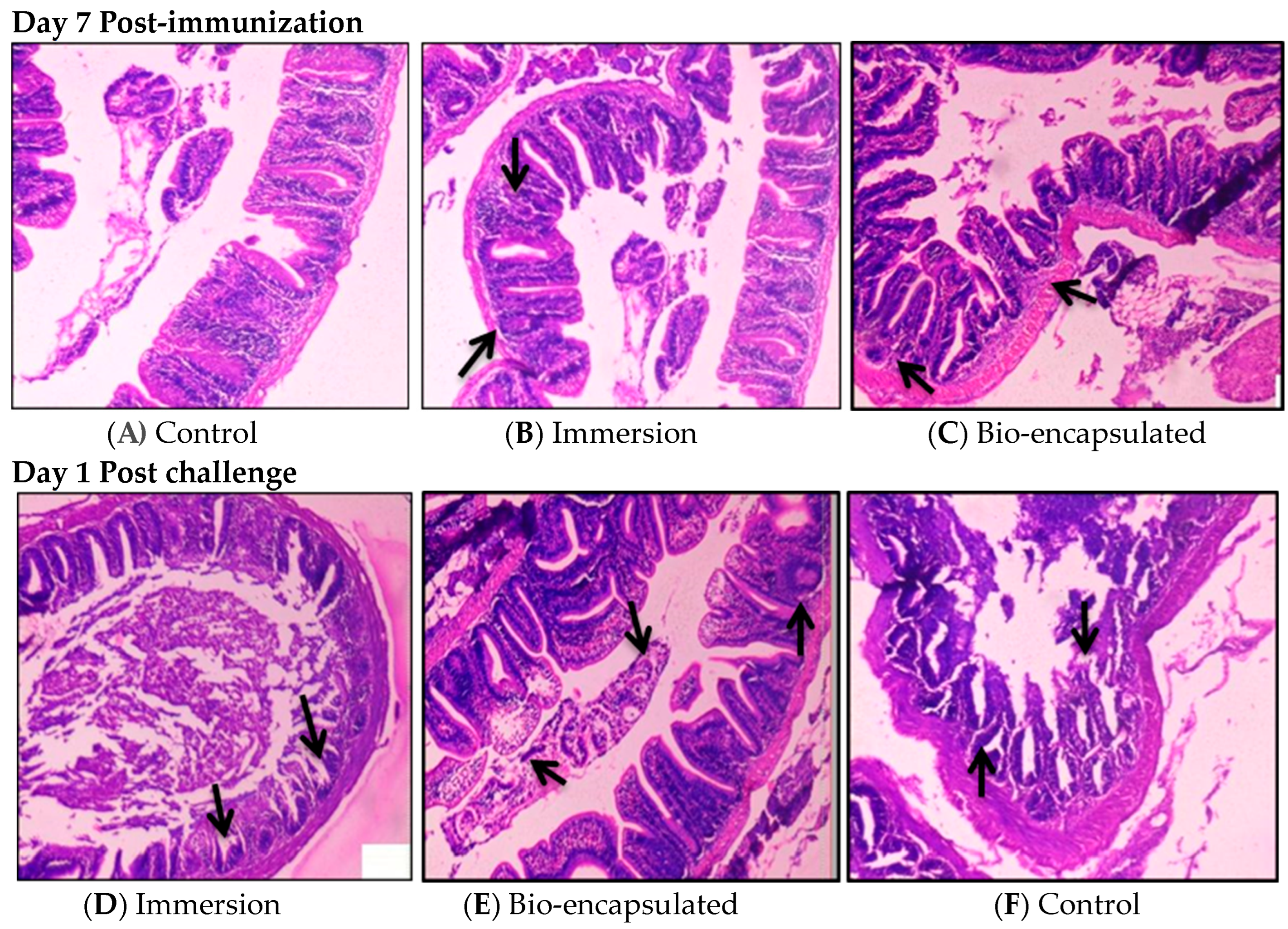 Vaccines 11 00877 g011