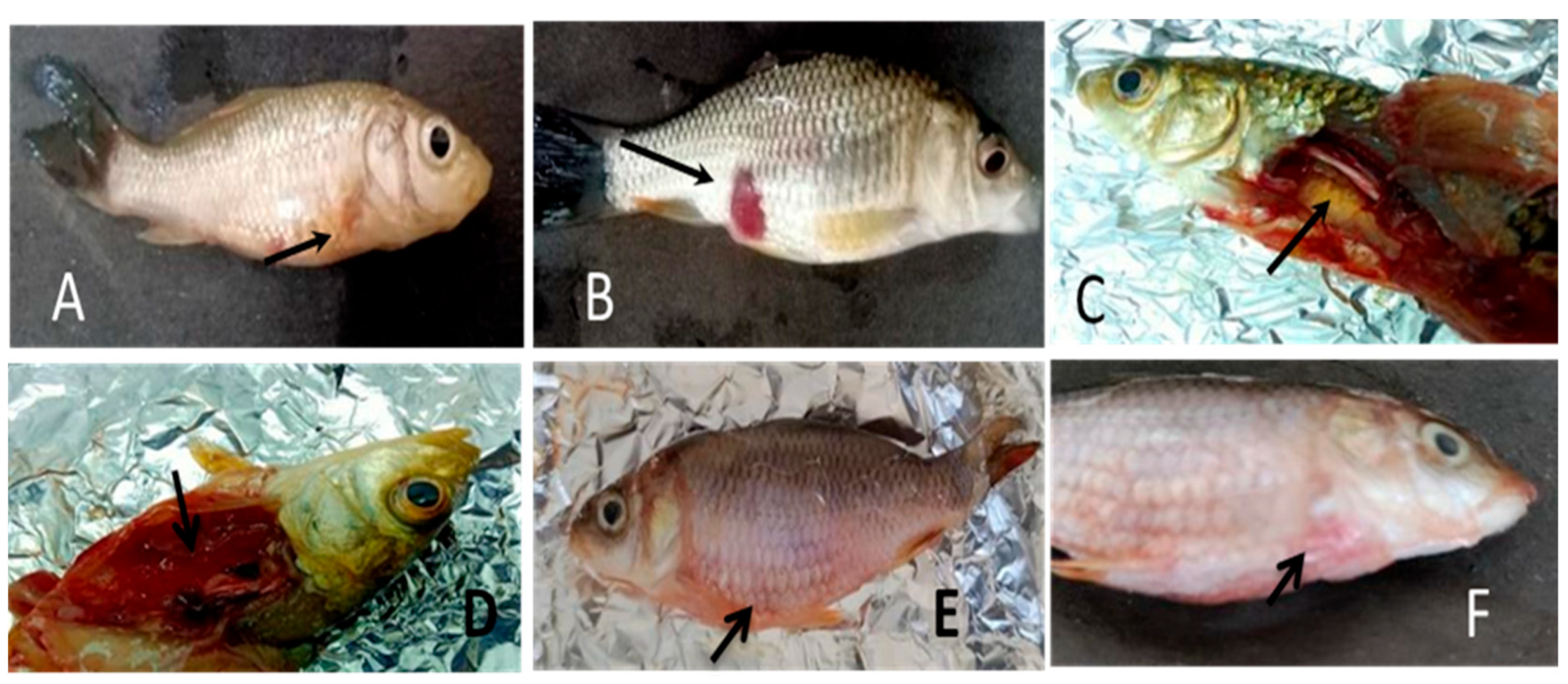 Vaccines 11 00877 g013