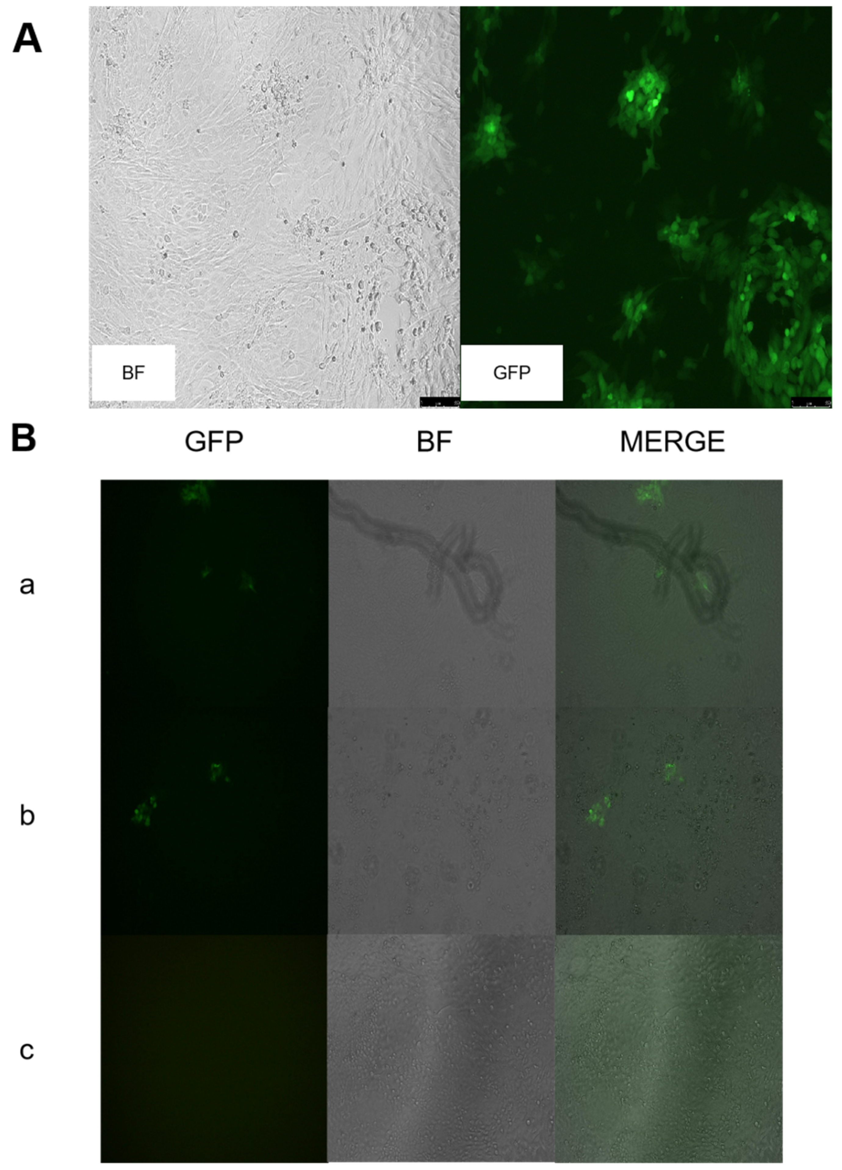 Vaccines 11 00909 g002 Vaccines 11 00909 g002