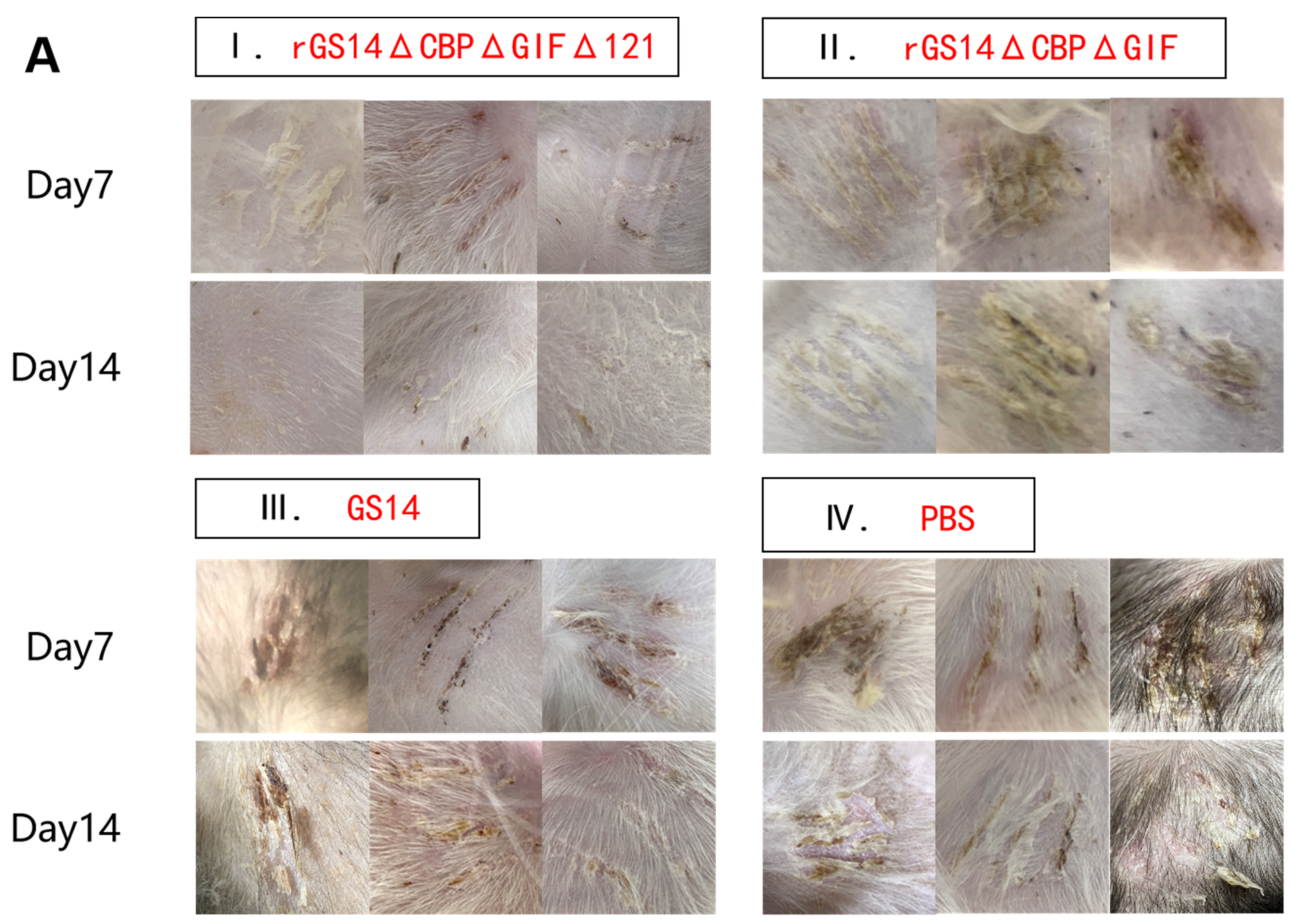 Vaccines 11 00909 g007a Vaccines 11 00909 g007a