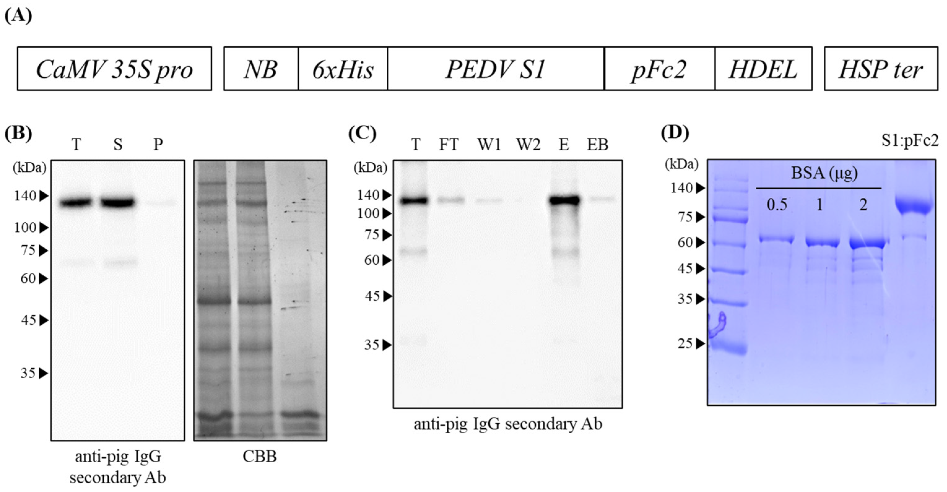 Vaccines 11 00965 g001