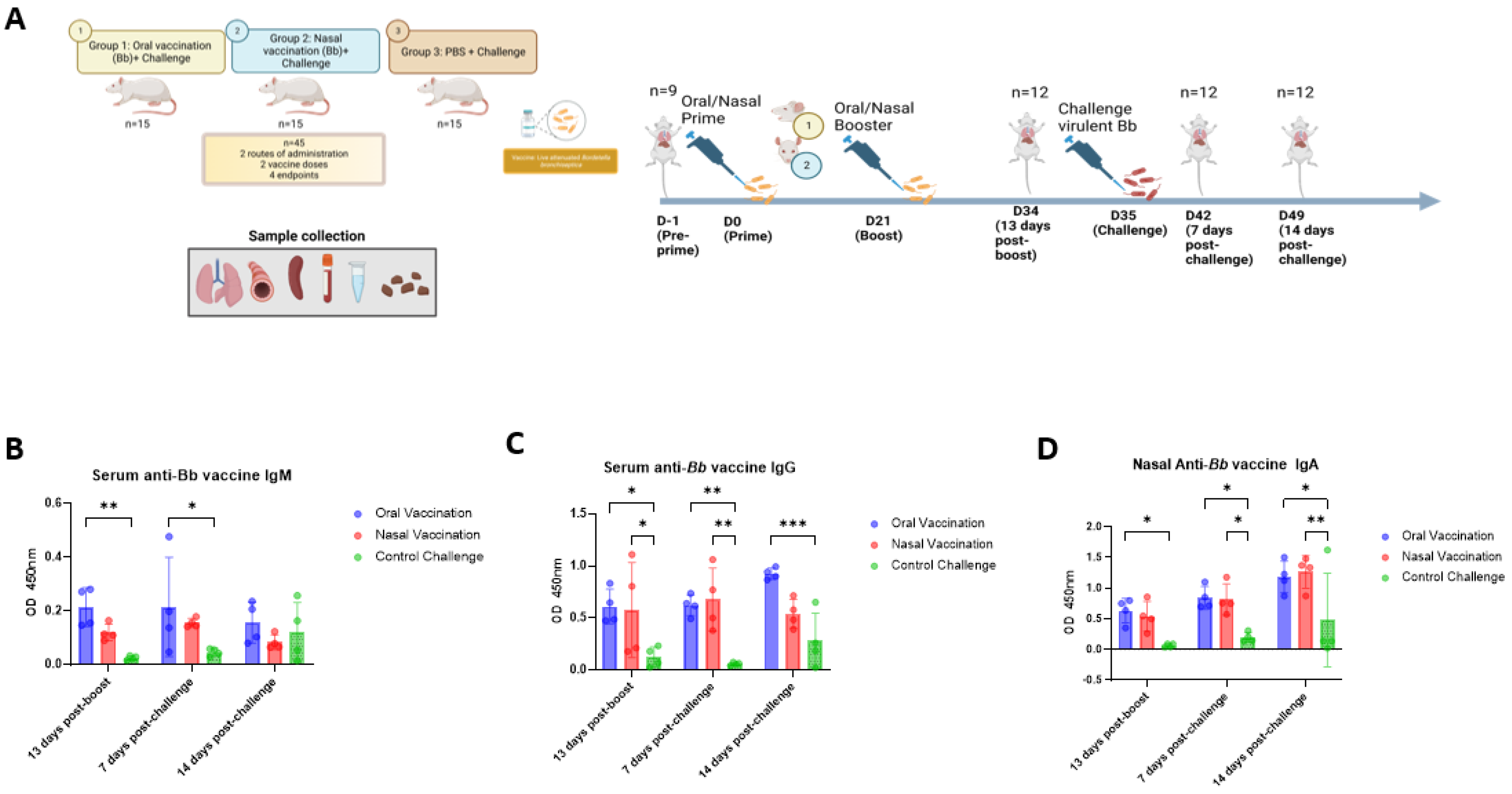 Reinvestigating the Coughing Rat Model of Pertussis To Understand