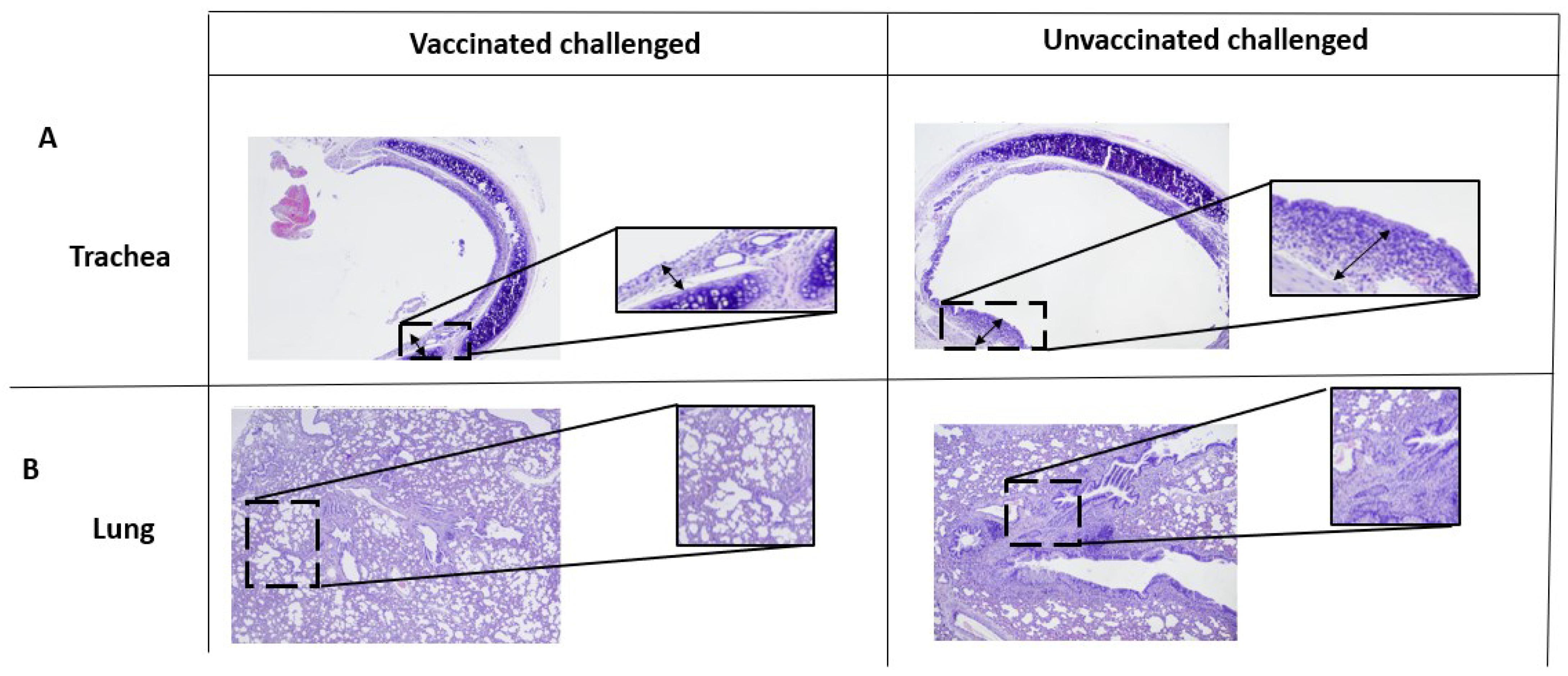 Vaccines 11 00982 g005