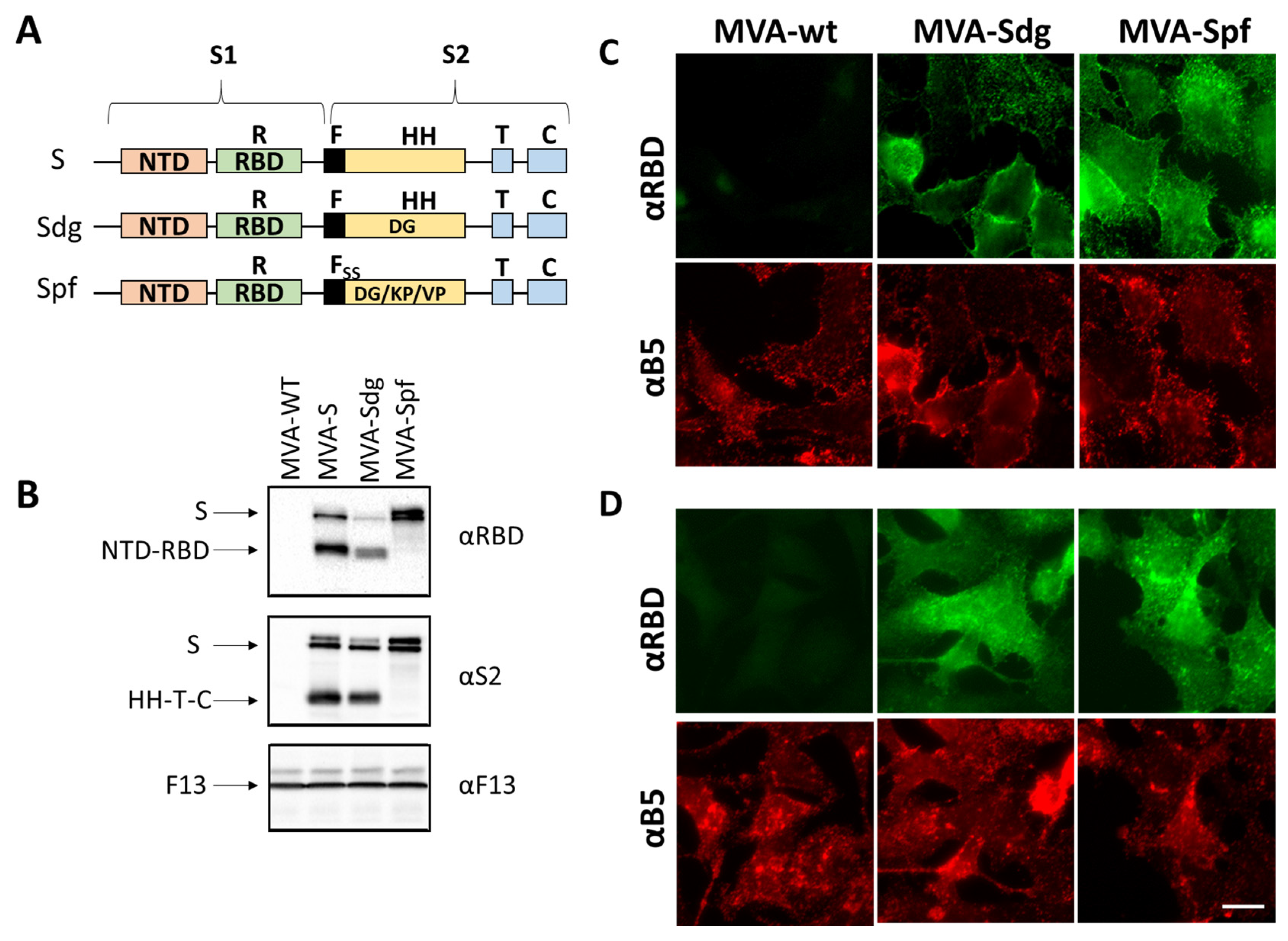 Vaccines 11 01006 g001