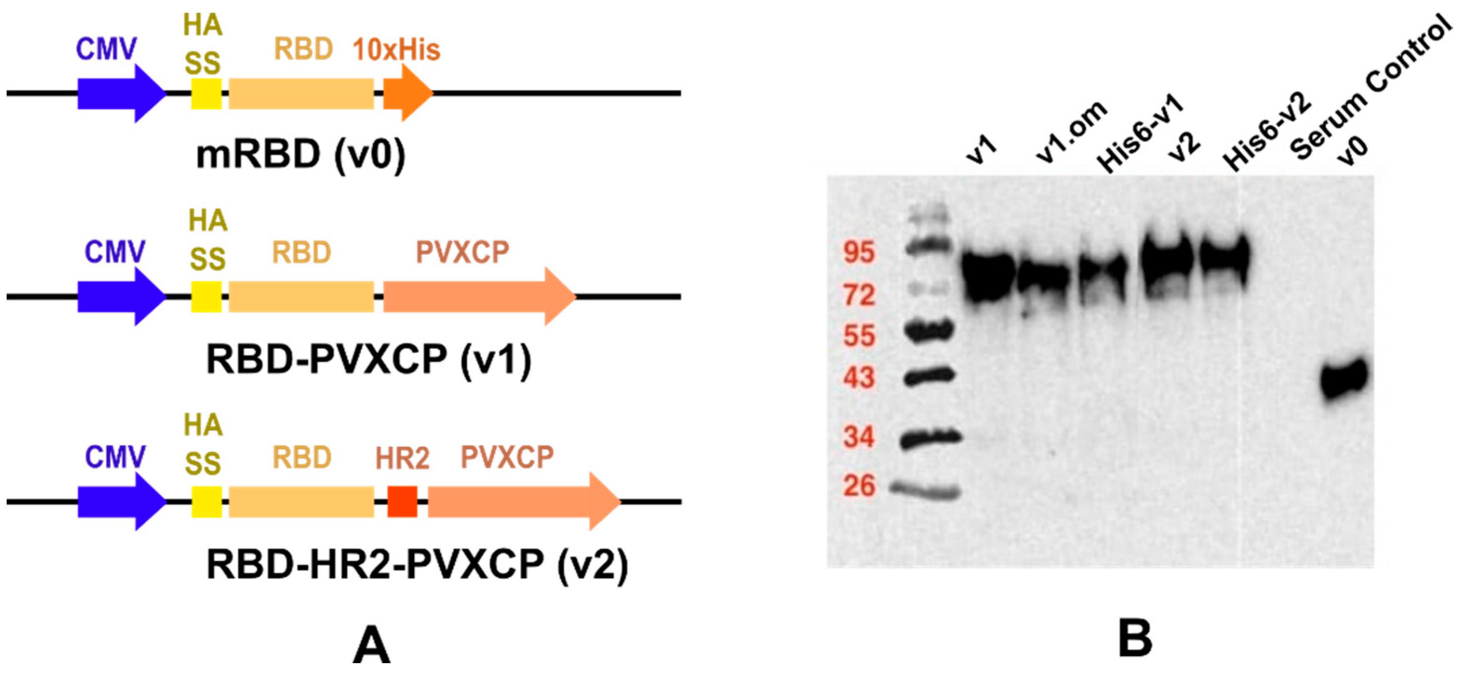 Safety and immunogenicity of INO-4800 DNA vaccine against SARS-CoV