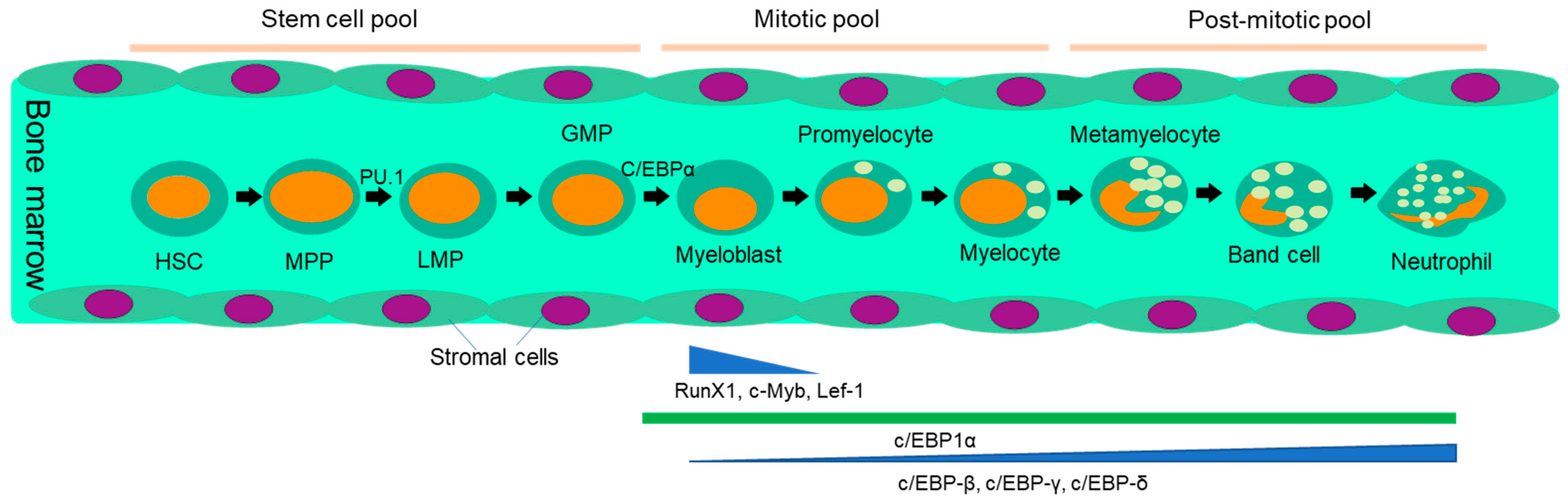 Vaccines 11 01028 g001 Vaccines 11 01028 g001