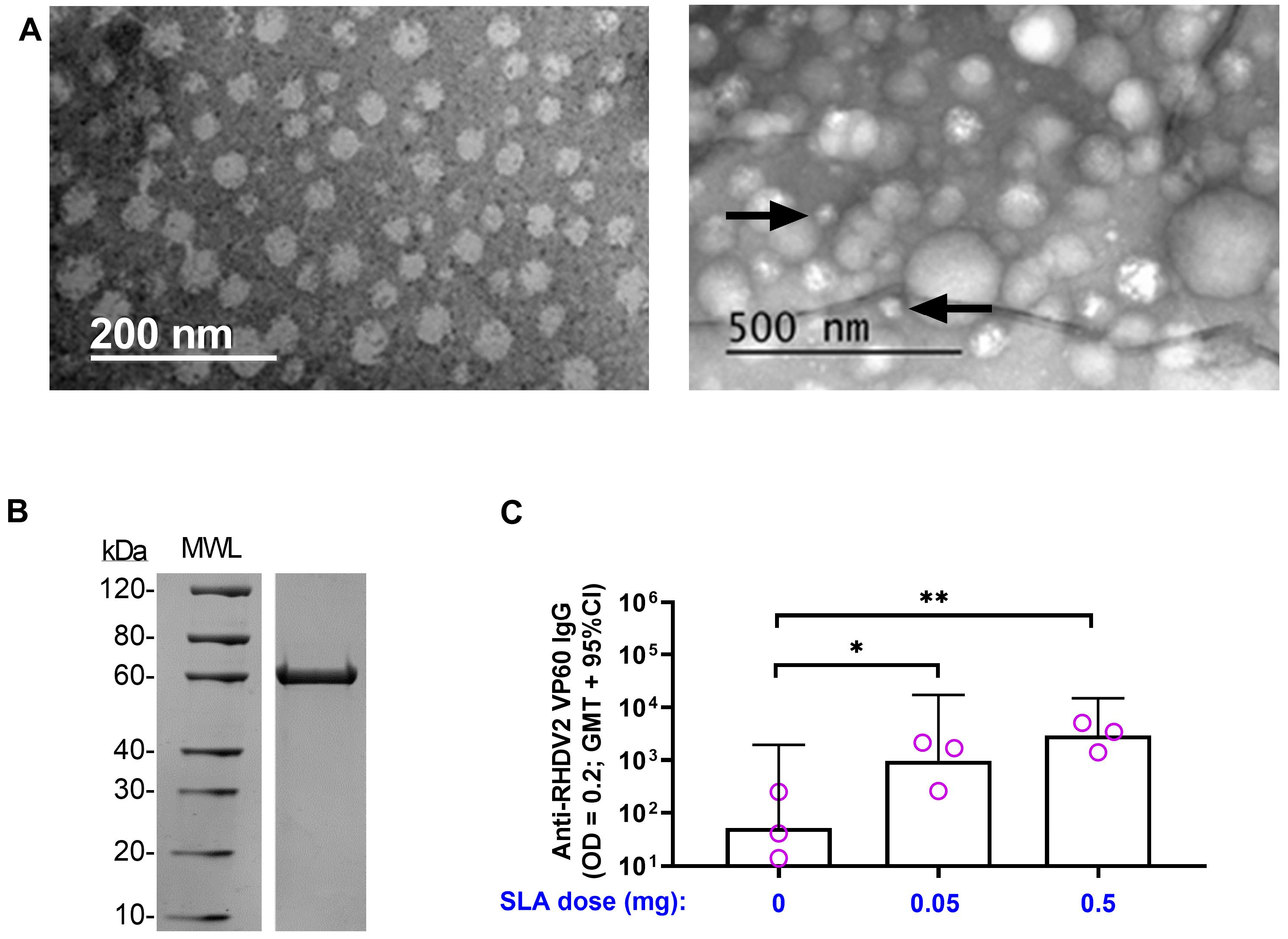 Vaccines 11 01043 g005 Vaccines 11 01043 g005