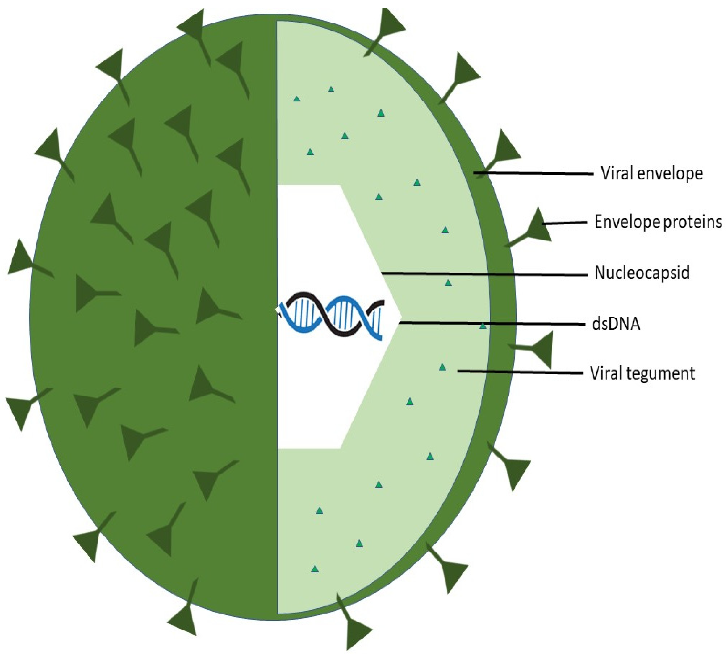 Vaccines 11 01094 g002