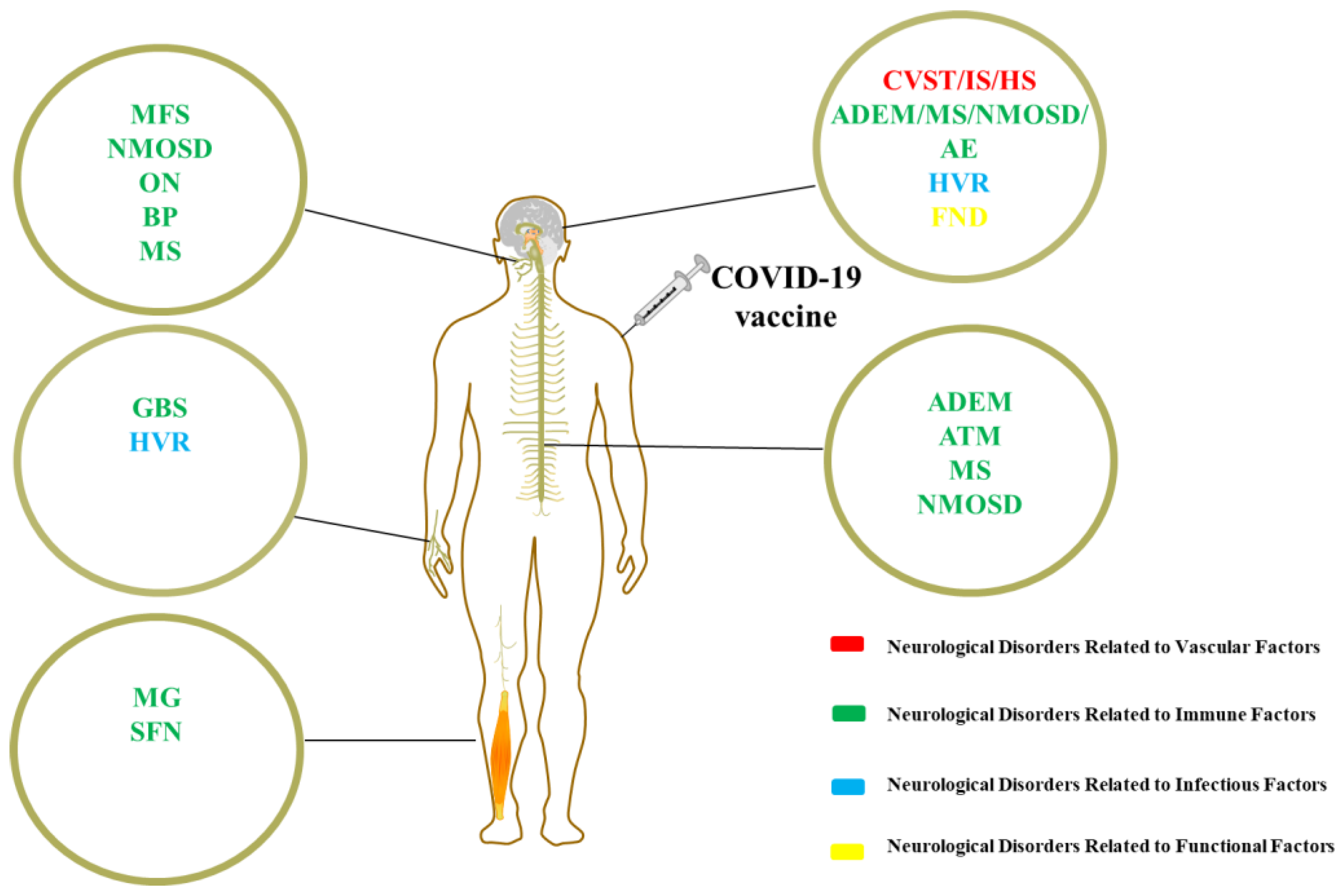 Which of the Following Disorders Involves the Vertebrae?  