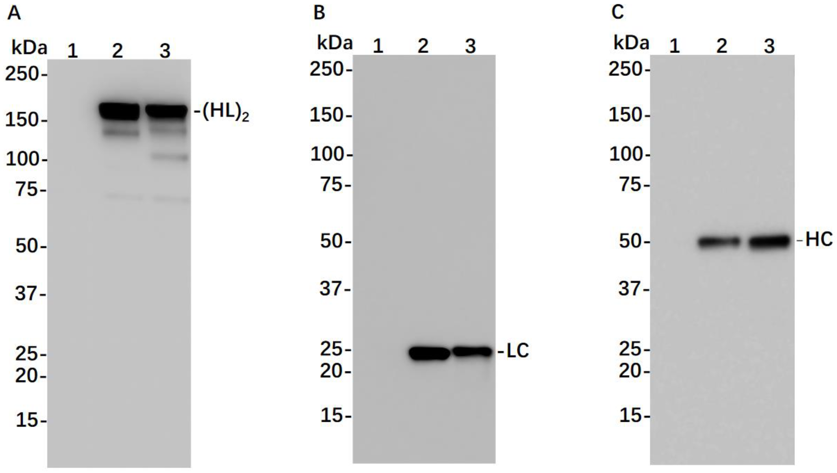 Vaccines 11 01179 g003