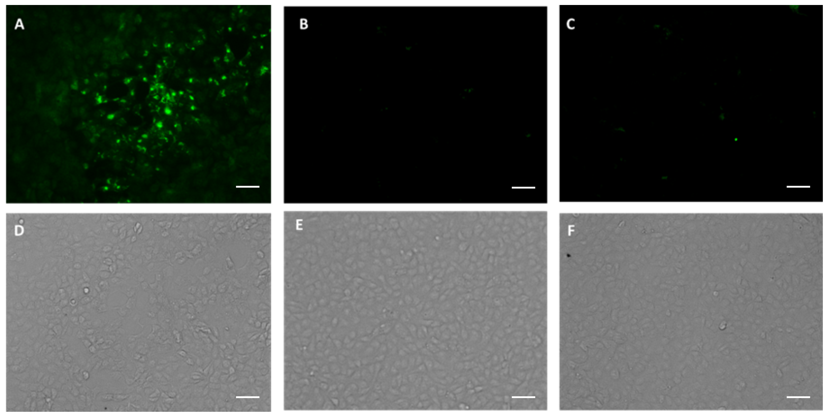 Vaccines 11 01179 g004