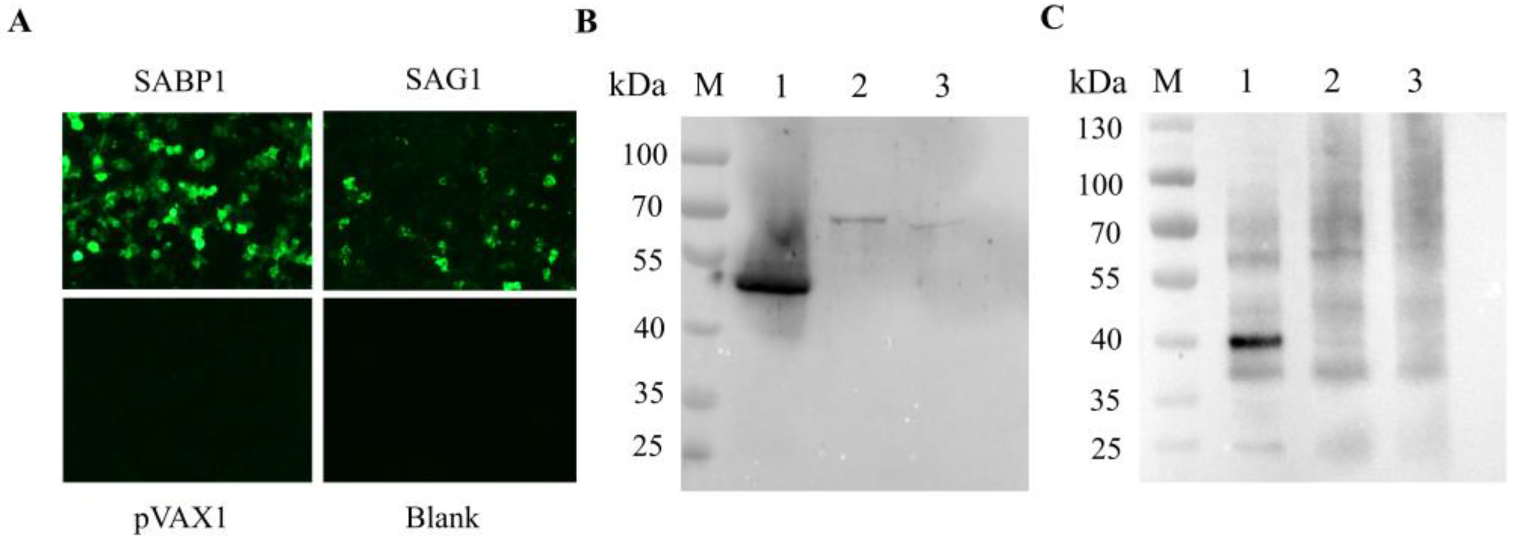 Vaccines 11 01190 g003
