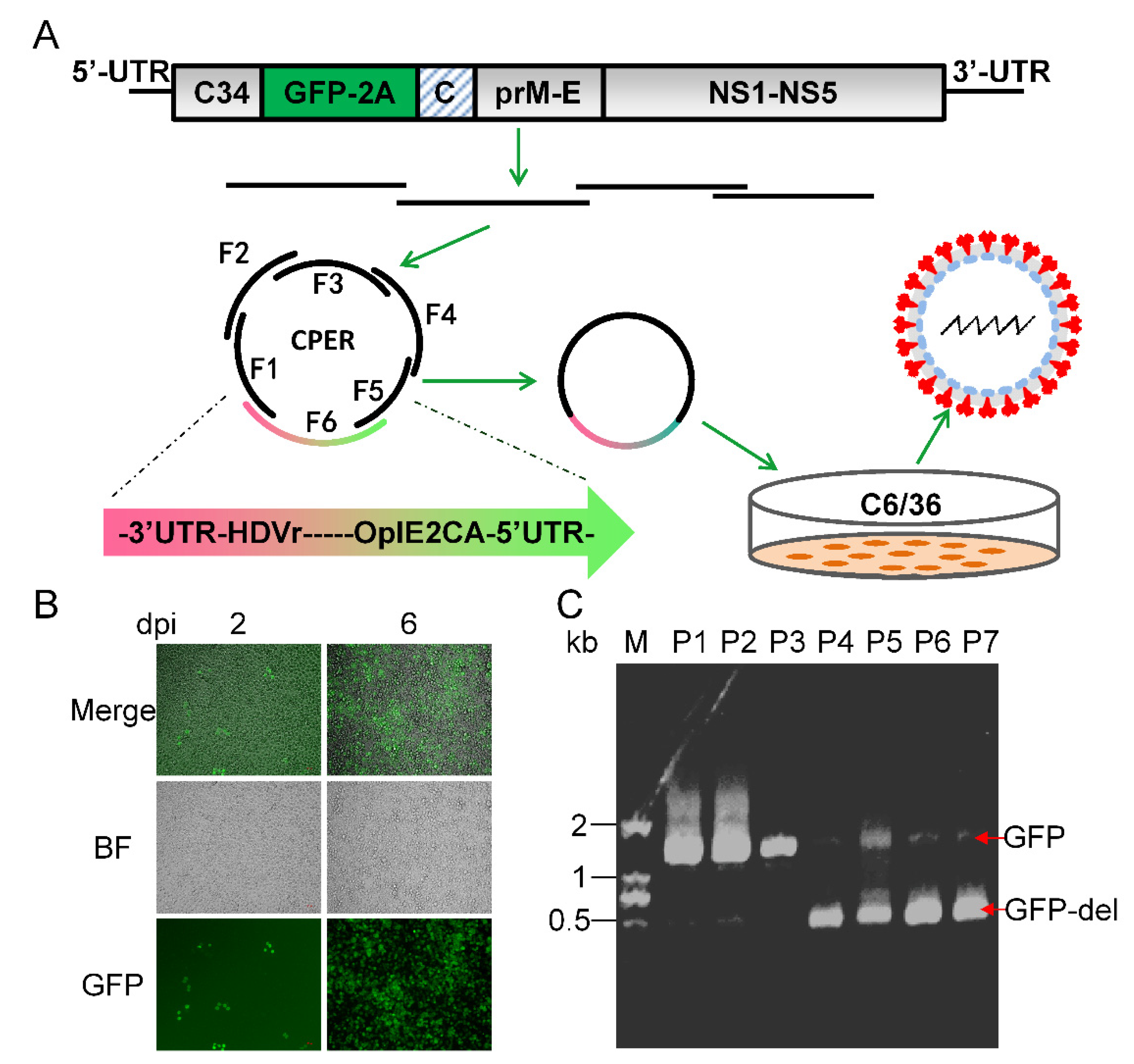 Vaccines 11 01250 g004 Vaccines 11 01250 g004
