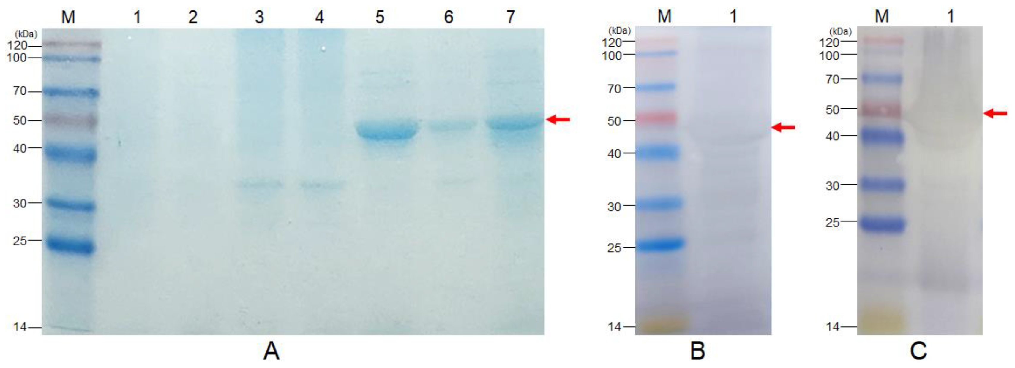 Vaccines 11 01262 g004 Vaccines 11 01262 g004