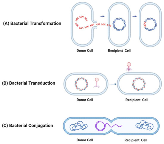 Optimization of an Experimental Vaccine To Prevent Escherichia