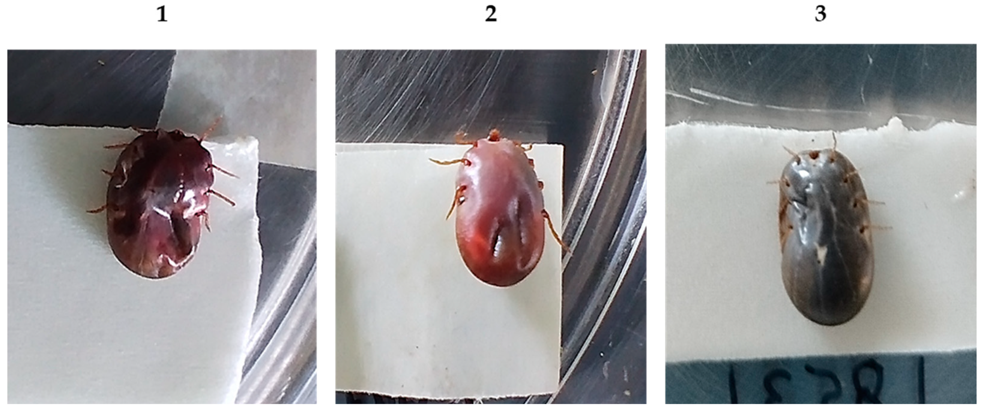 Vaccines 11 01267 g003 Vaccines 11 01267 g003