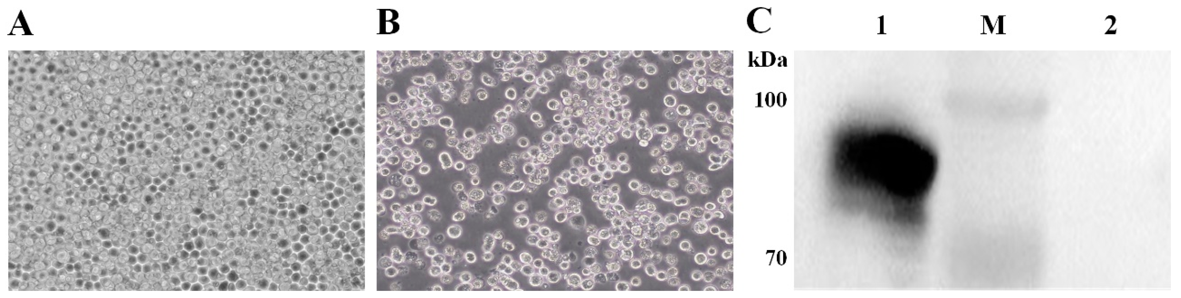 Vaccines 11 01292 g002 Vaccines 11 01292 g002