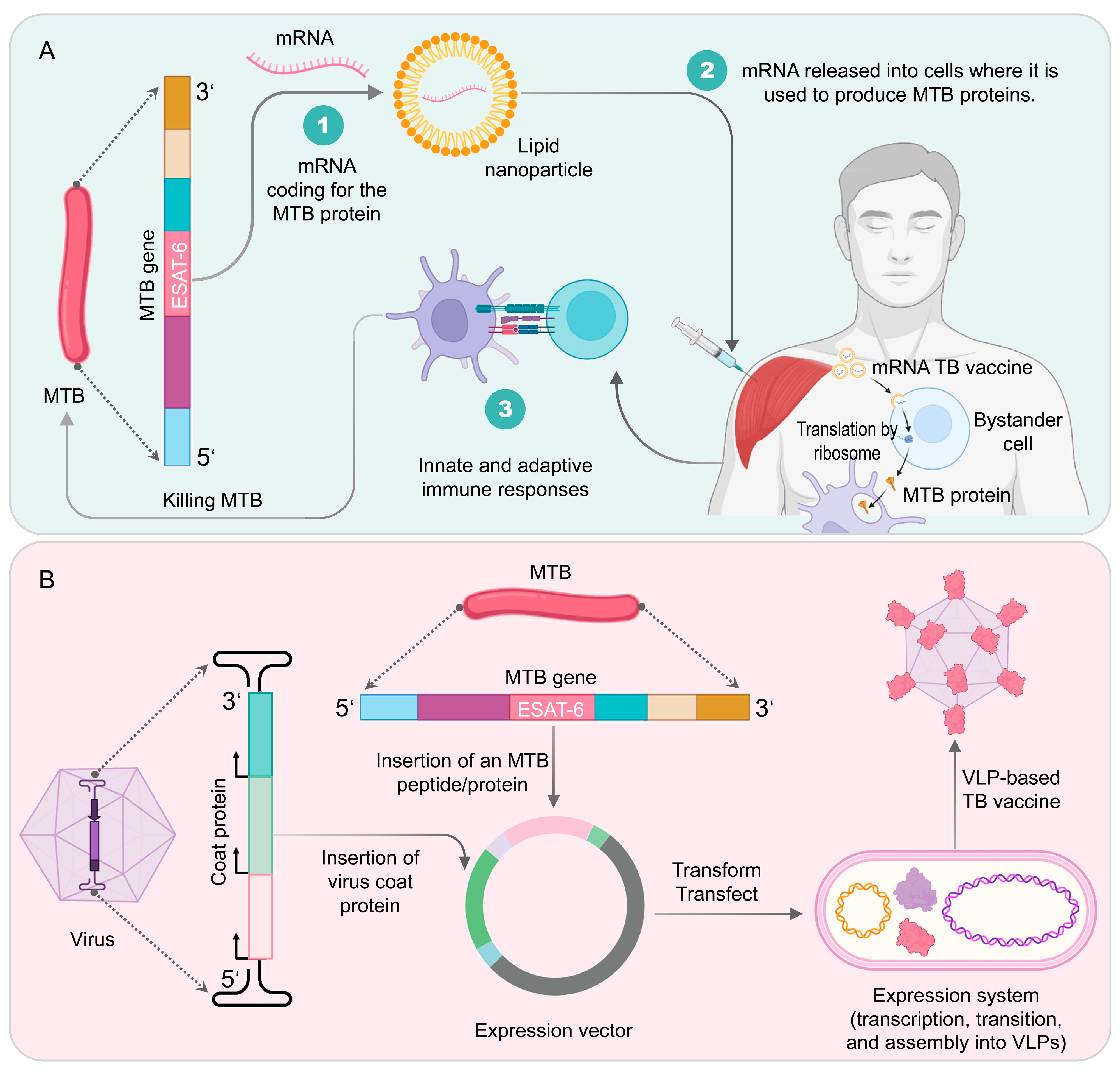 Vaccines 11 01304 g005 Vaccines 11 01304 g005