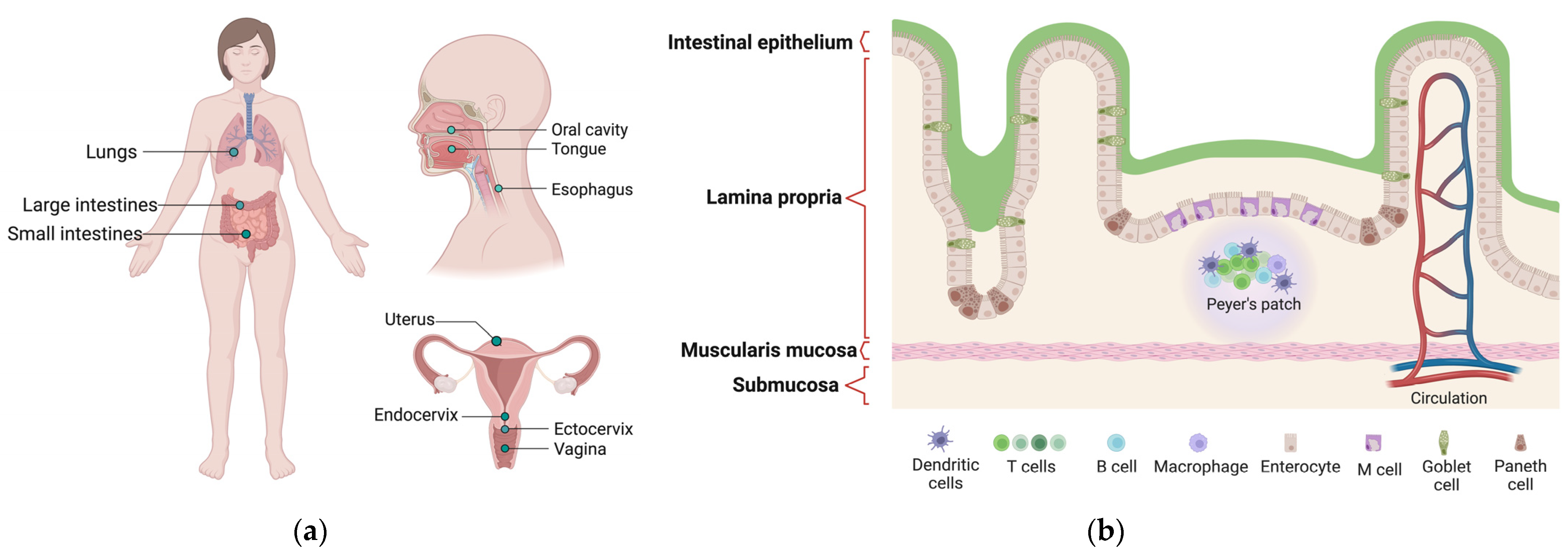Vaccines 11 01333 g001
