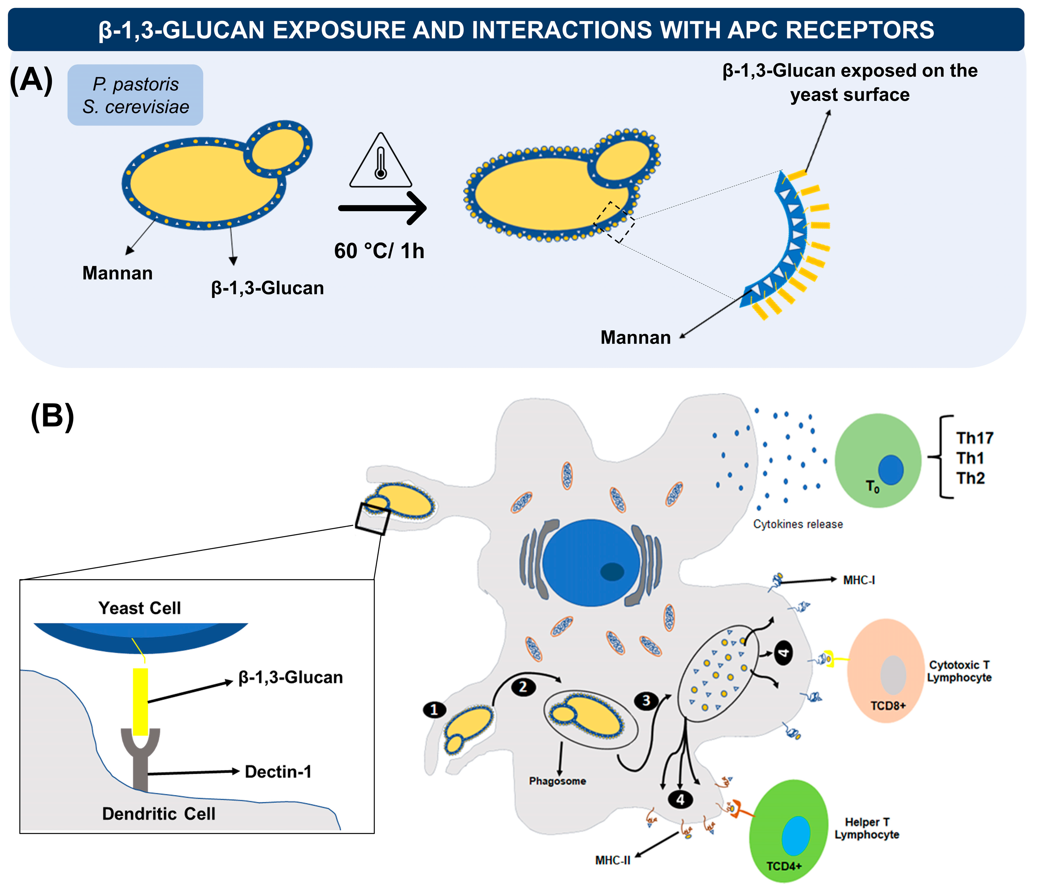 Vaccines 11 01334 g002 Vaccines 11 01334 g002