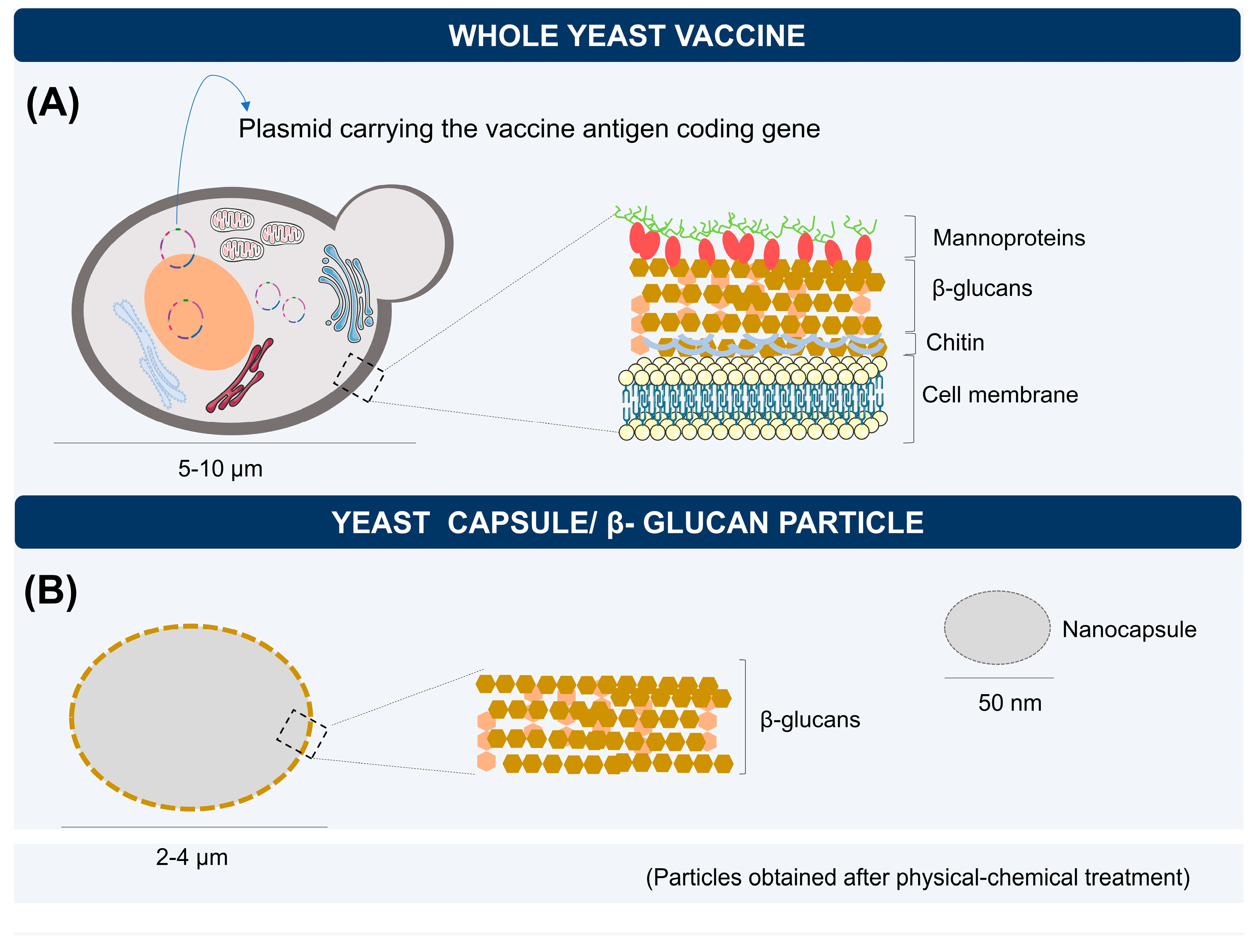 Vaccines Free FullText RNA Vaccines Yeast as a Novel Antigen Vehicle