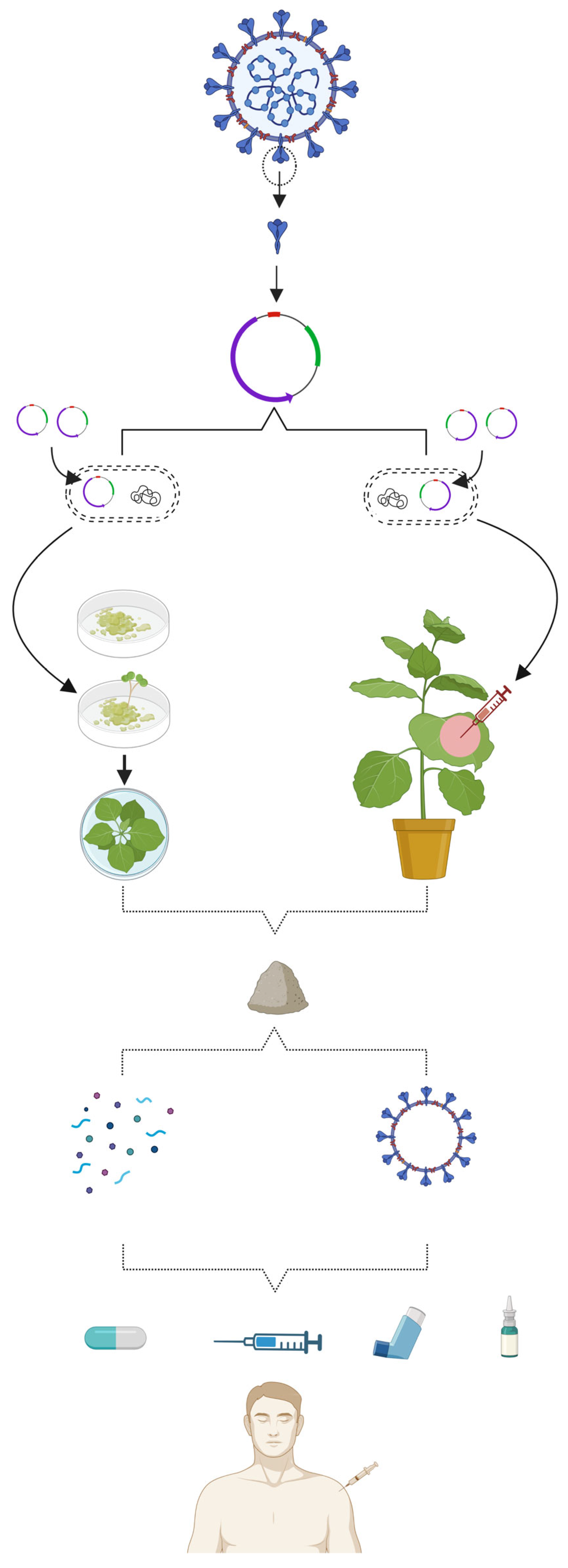 Vaccines 11 01347 g004 Vaccines 11 01347 g004