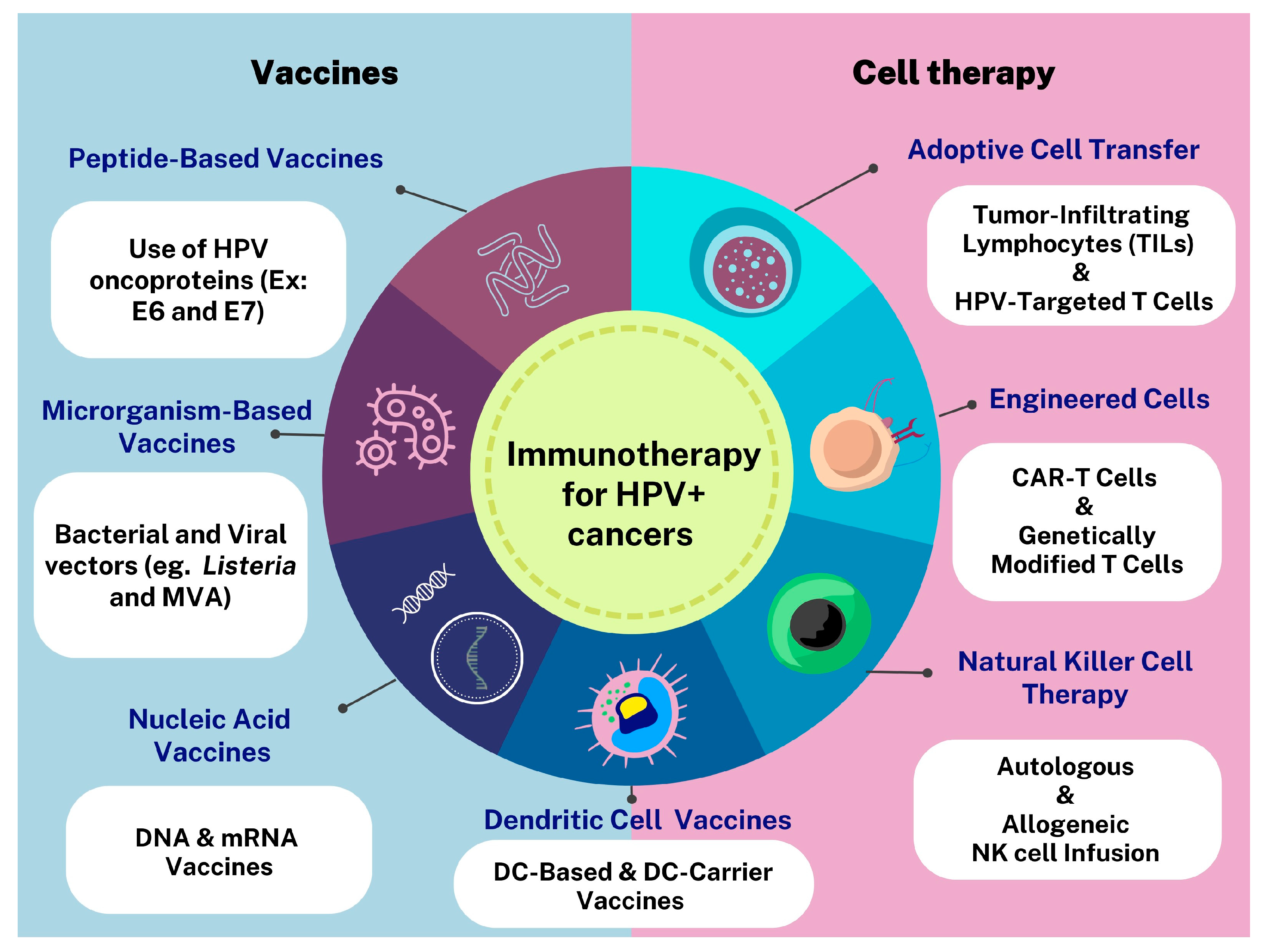 Vaccines Free Full-Text Advancing Immunotherapies for HPV-Related Cancers Exploring Novel Vaccine Strategies and the Influence of Tumor Microenvironment picture