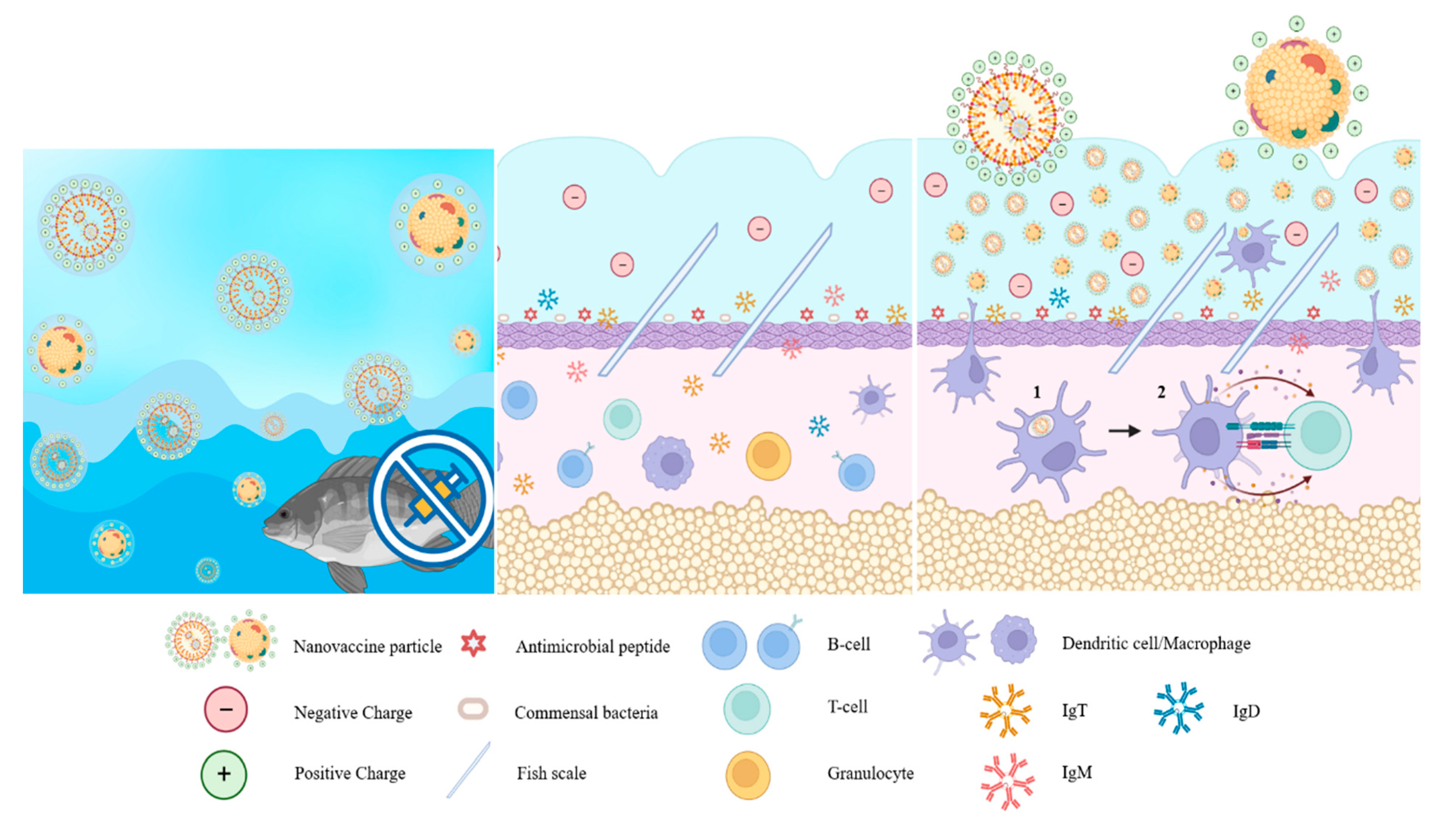 Vaccines 11 01356 g002 Vaccines 11 01356 g002