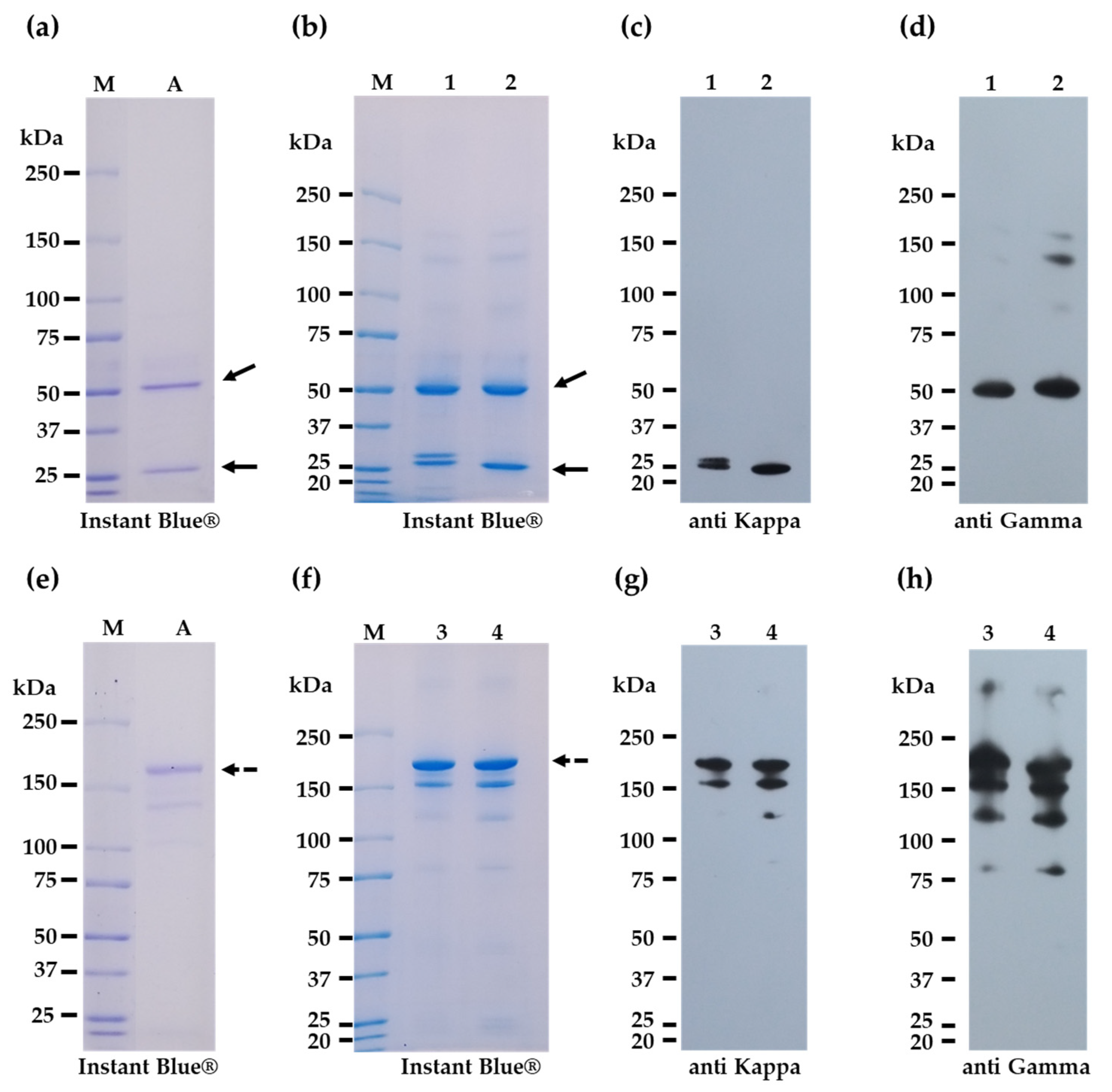 Vaccines 11 01377 g001