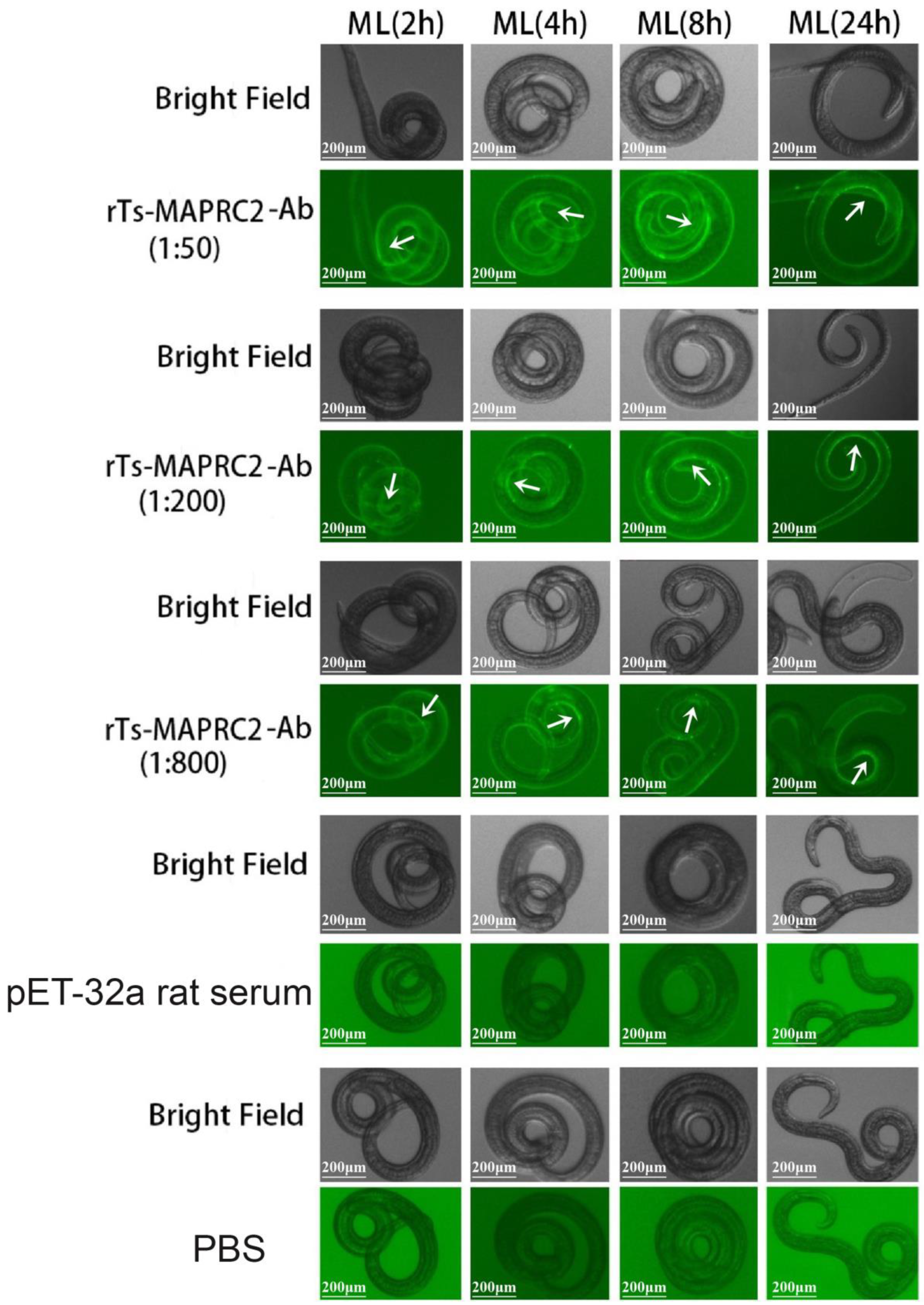 Vaccines 11 01437 g001