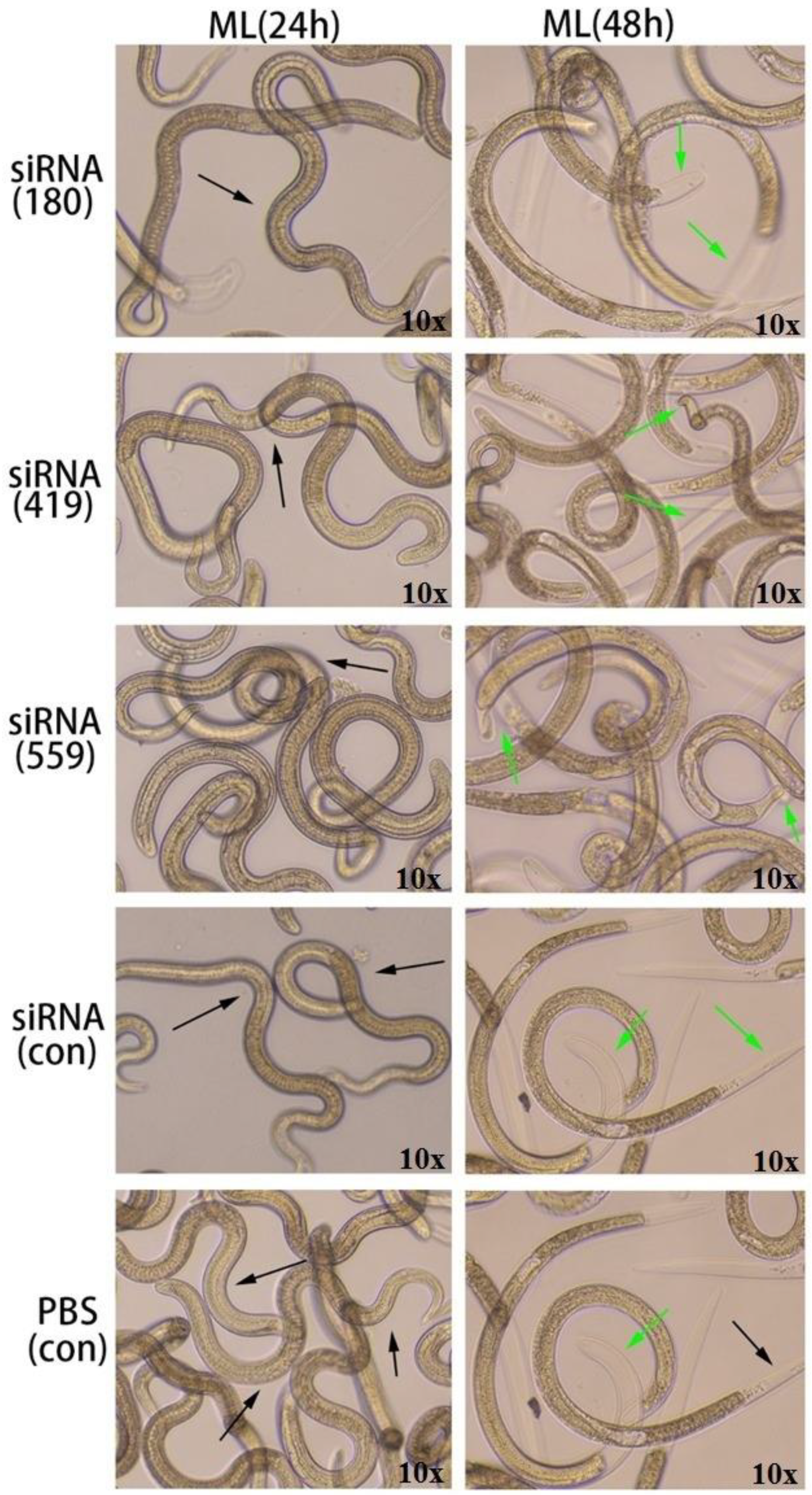 Vaccines 11 01437 g009
