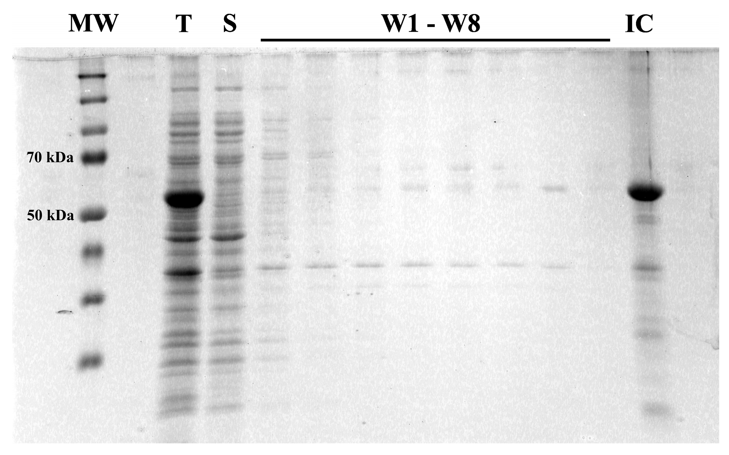 Vaccines 11 01520 g002 Vaccines 11 01520 g002