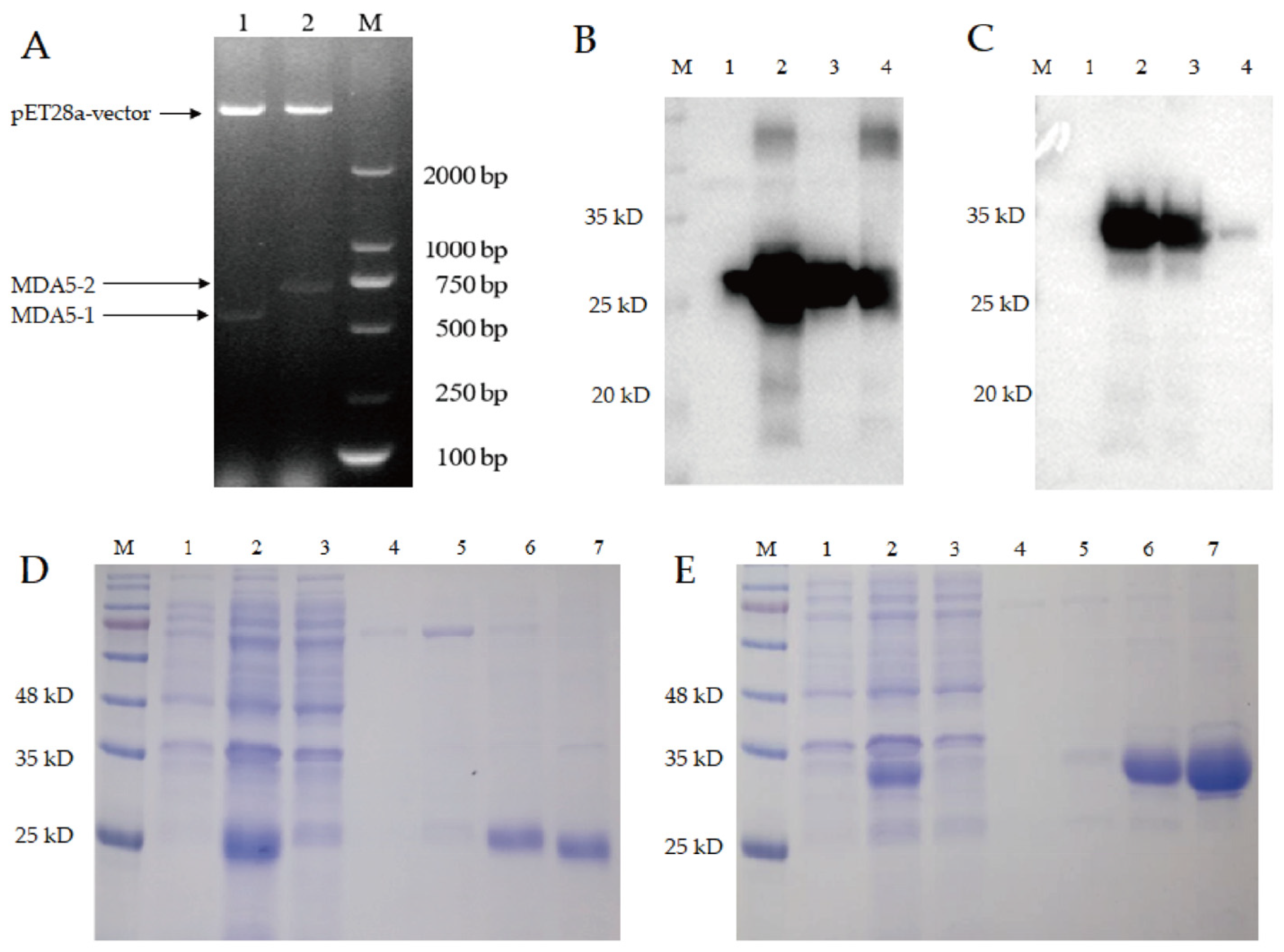 Vaccines 11 01542 g003 Vaccines 11 01542 g003