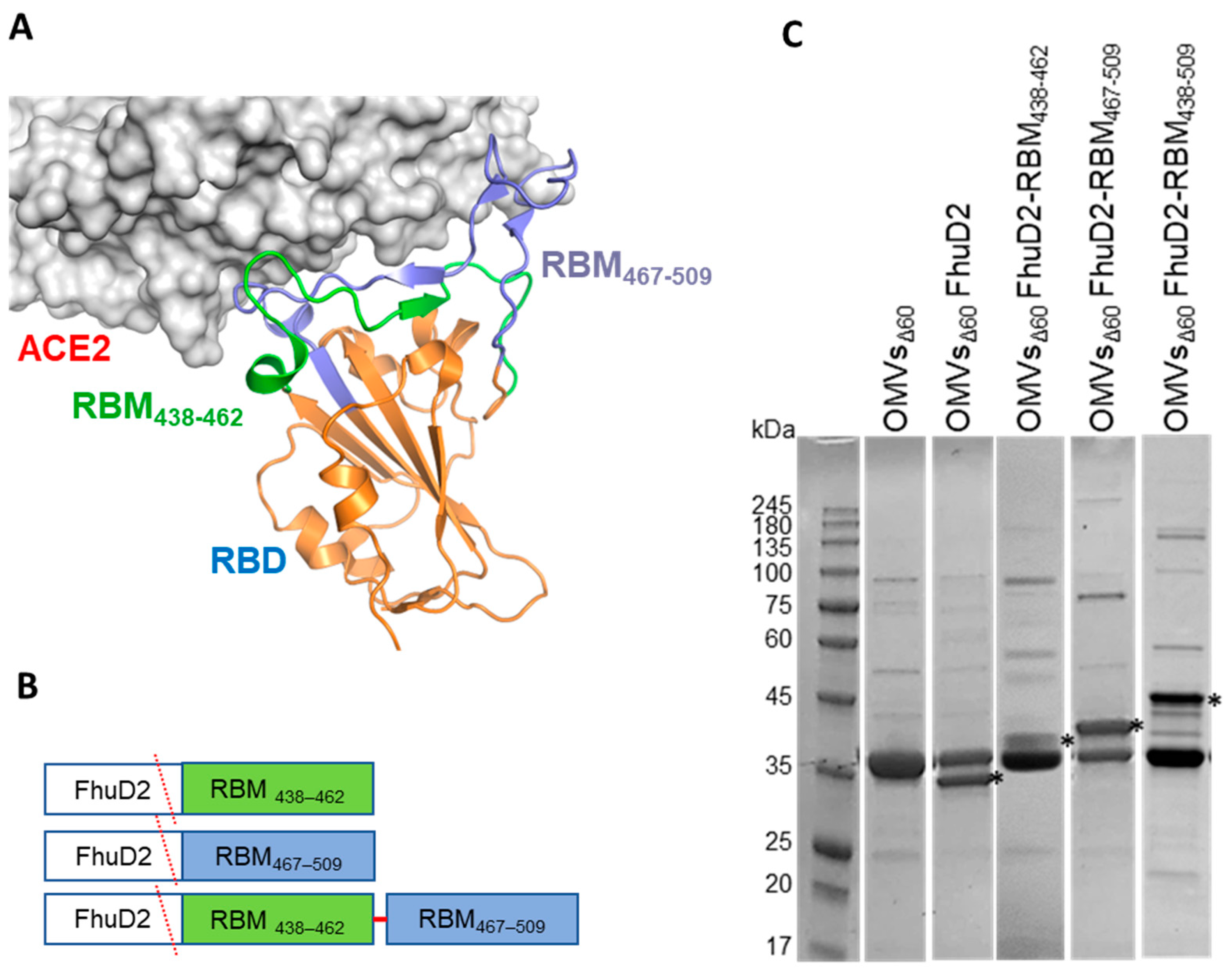 Vaccines 11 01546 g001