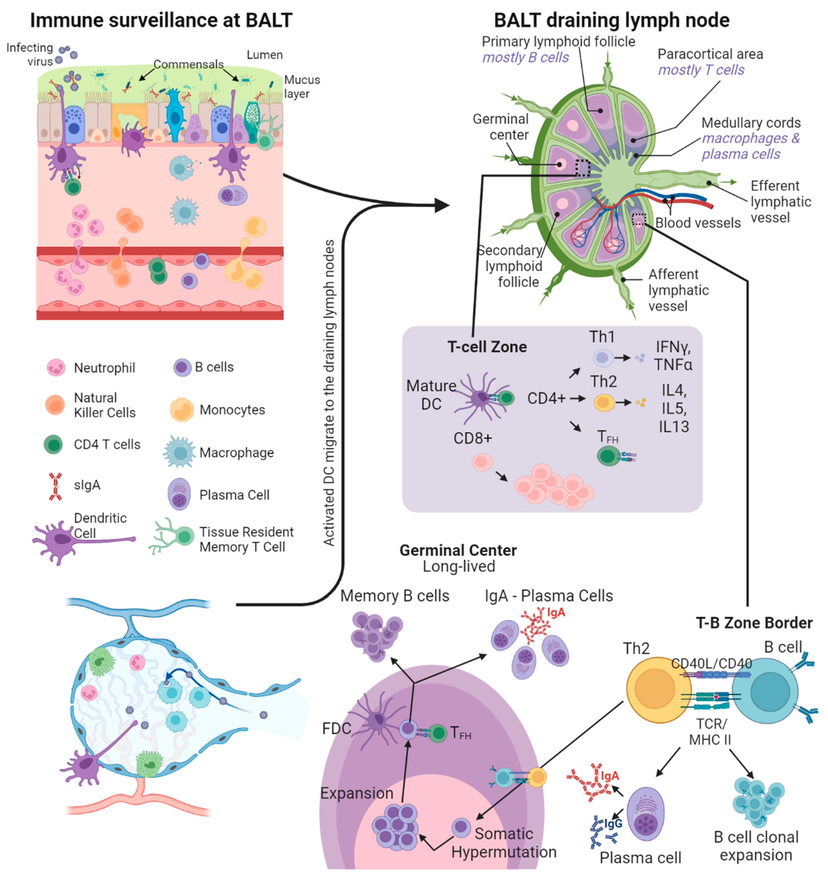 Vaccines 11 01585 g002