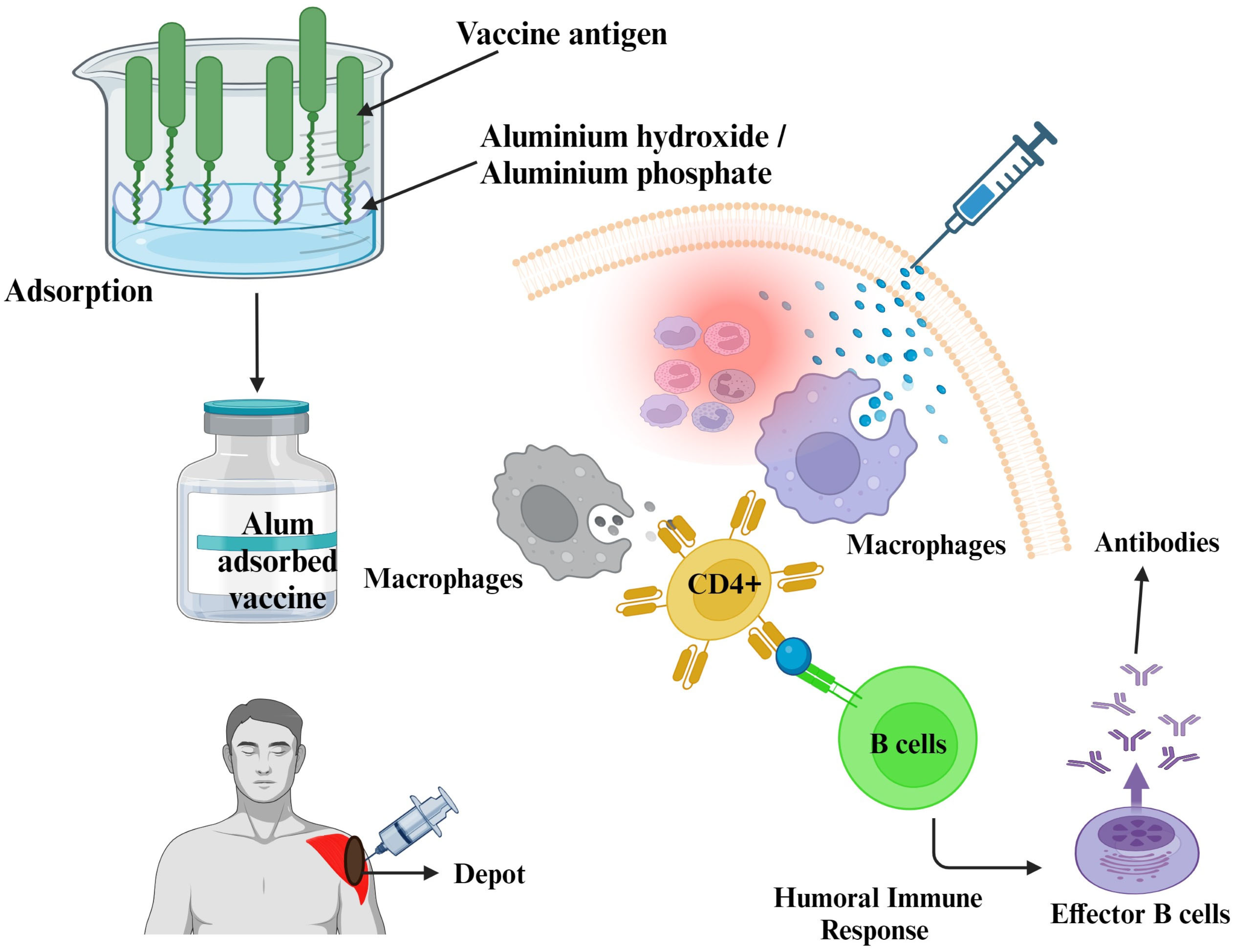 Vaccines 11 01704 g001 Vaccines 11 01704 g001