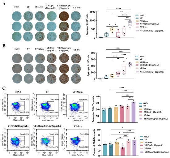 Vaccines | Free Full-Text | Enhancing Inactivated Yellow Fever 17D ...