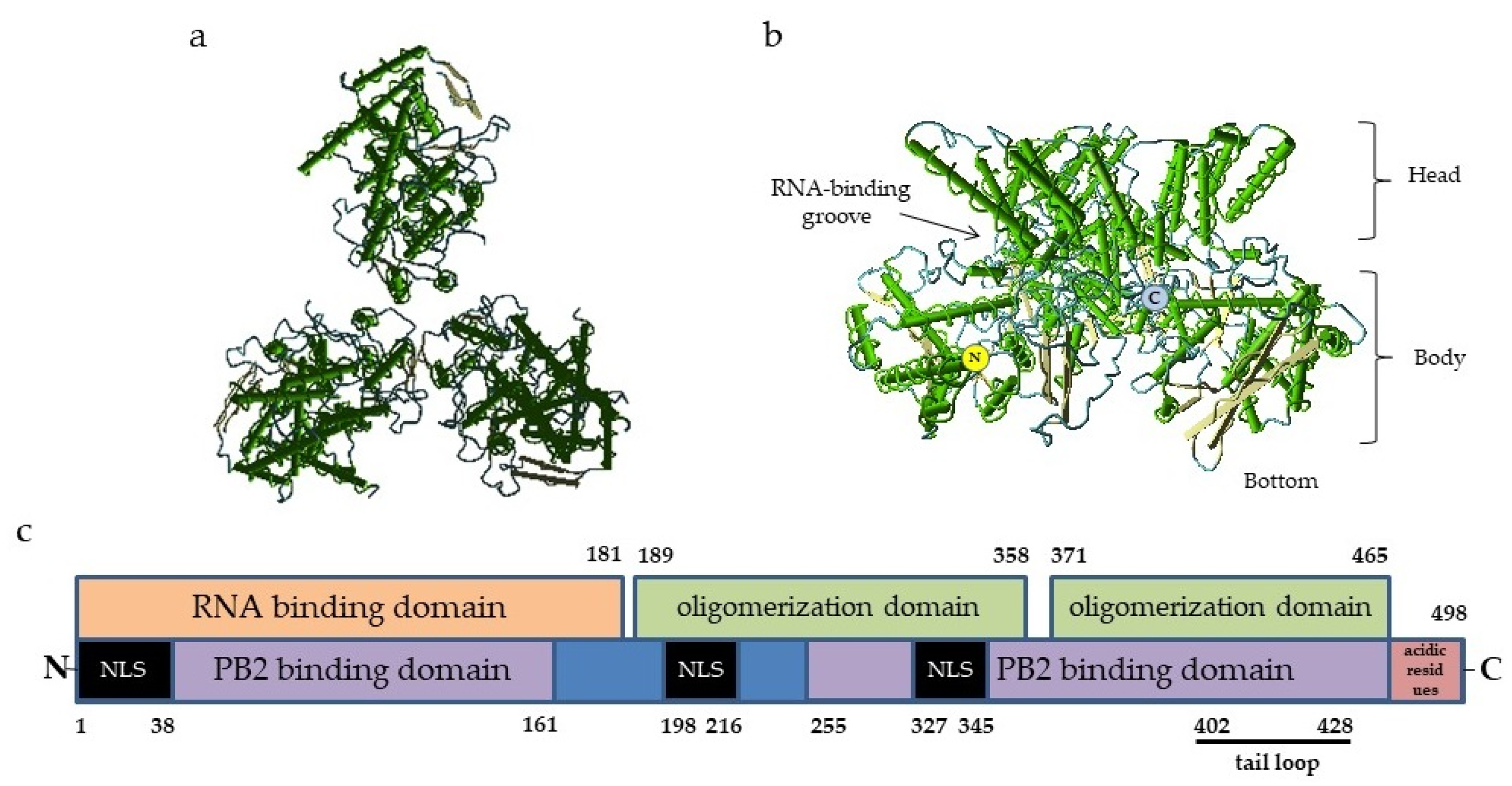 Vaccines | free full-text | nucleoprotein as a promising antigen for