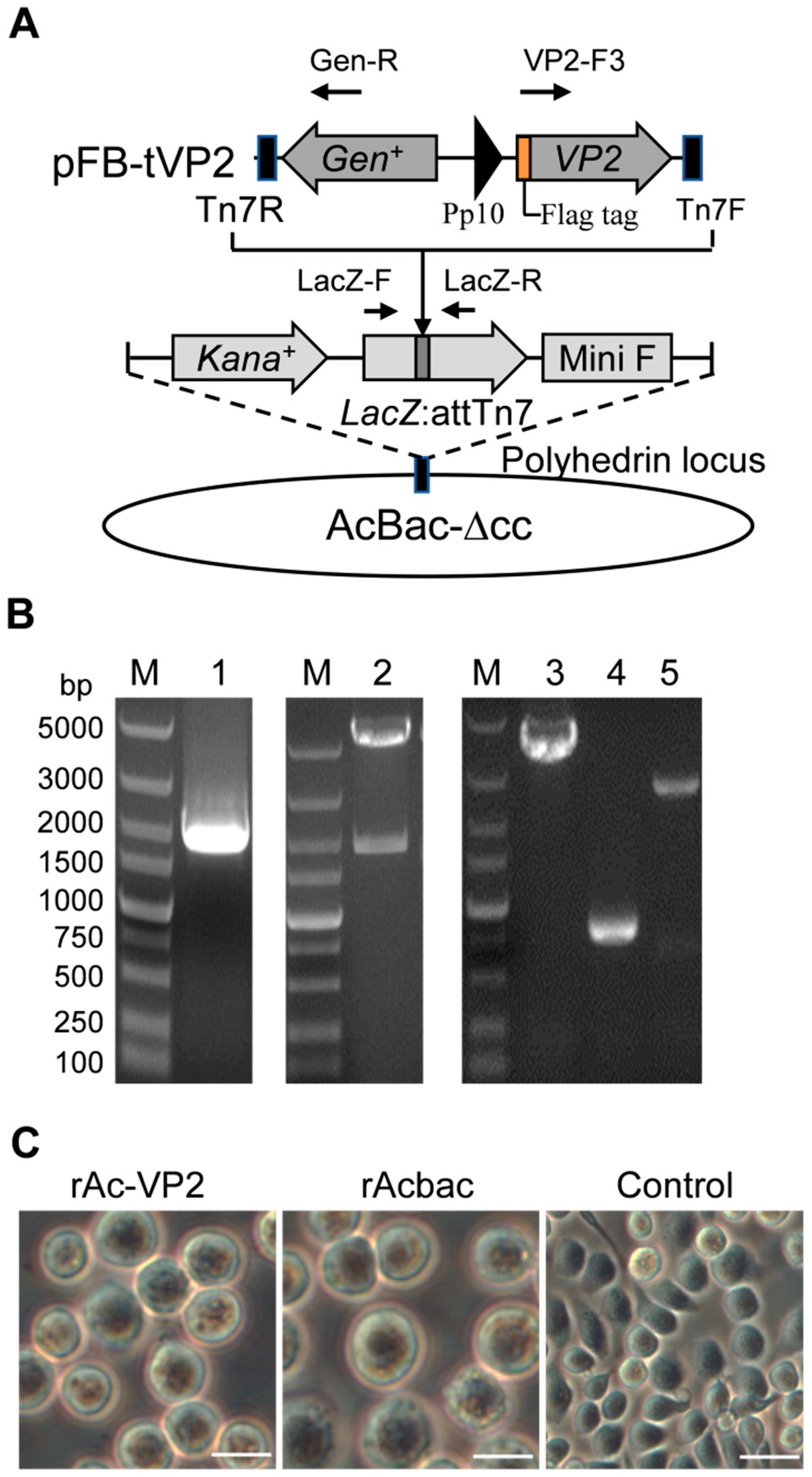 Vaccines 11 01768 g001