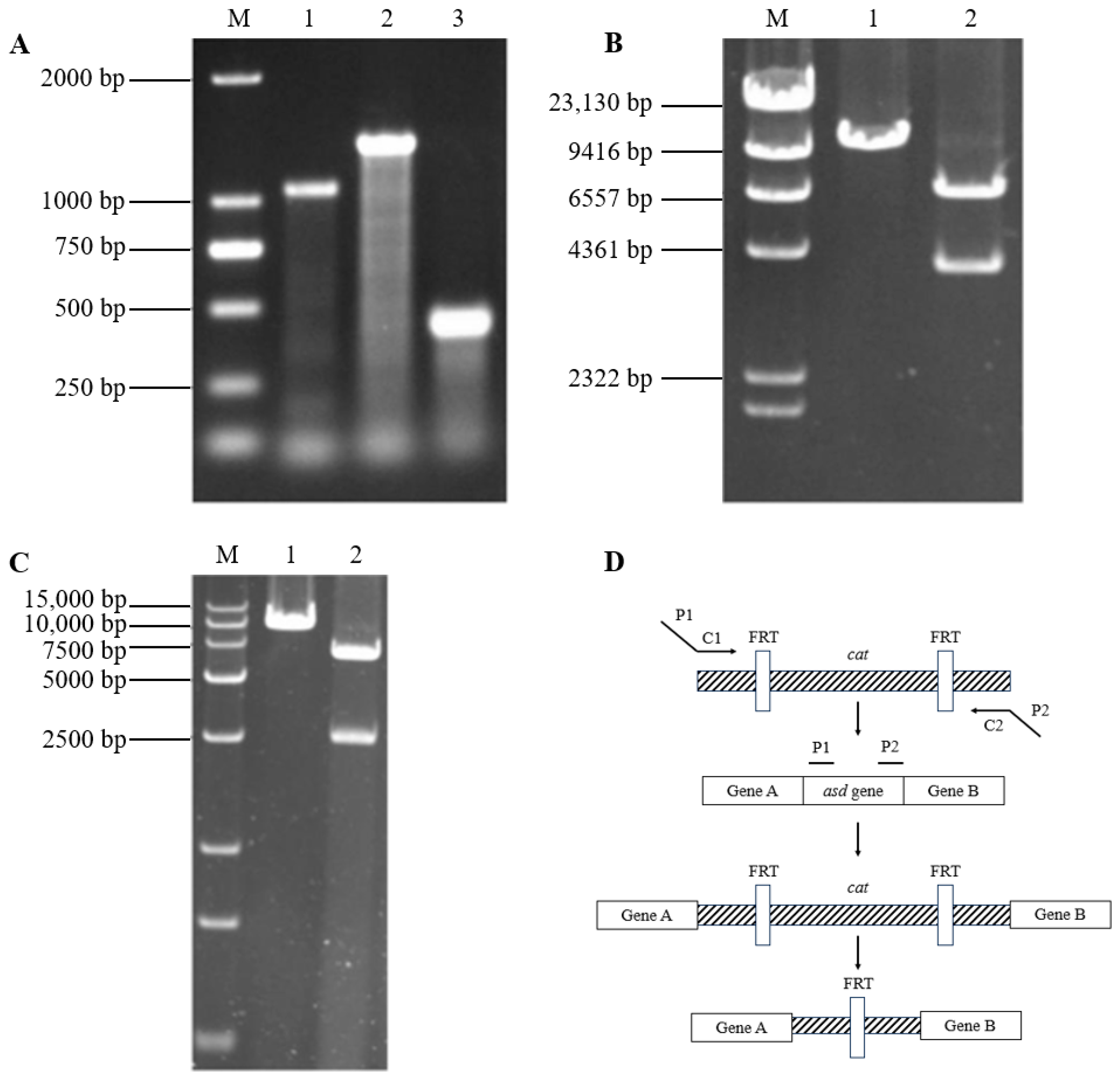 Vaccines 11 01778 g001 Vaccines 11 01778 g001