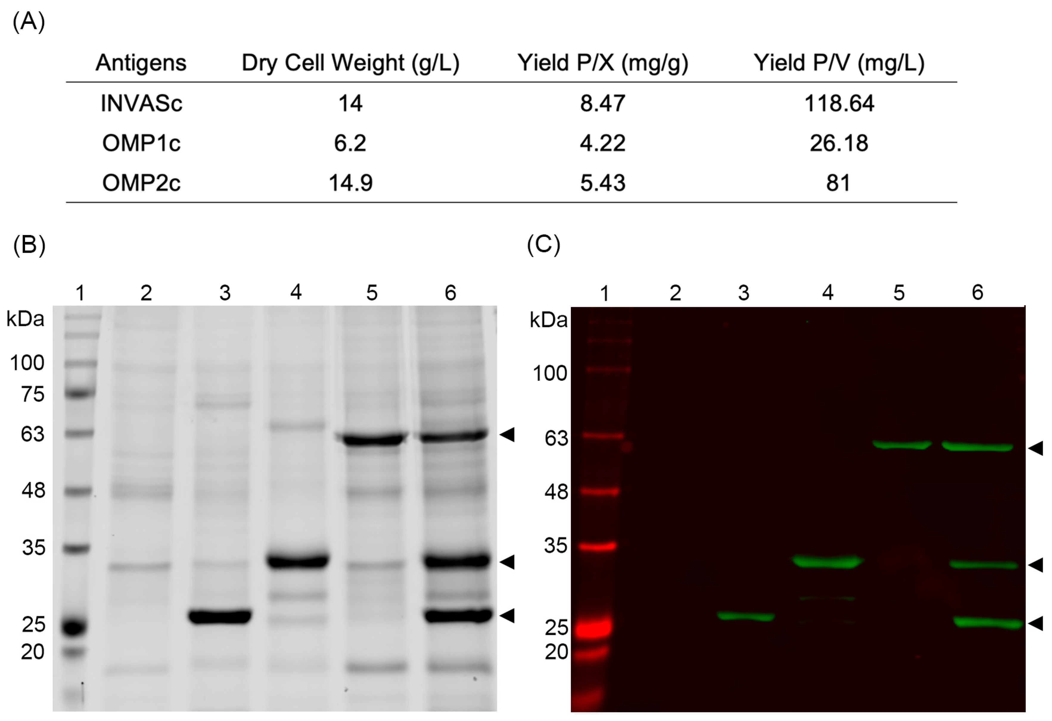 Vaccines 11 01817 g002